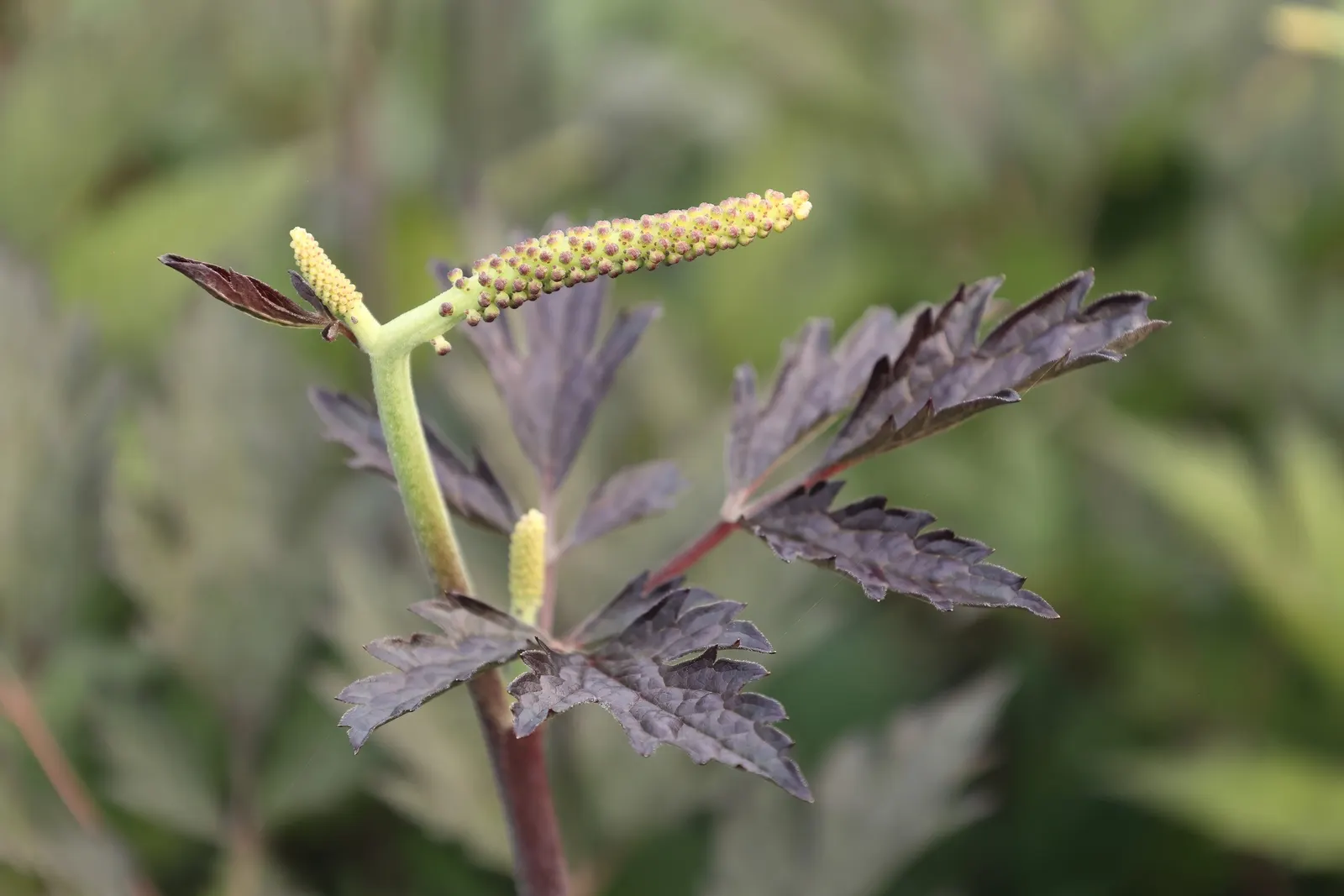 Black Snakeroot (Actaea Racemosa) — It thrives in USDA hardiness zones 3 through 8; its deep green, compound leaves turn a subtle yellow in fall, image 49