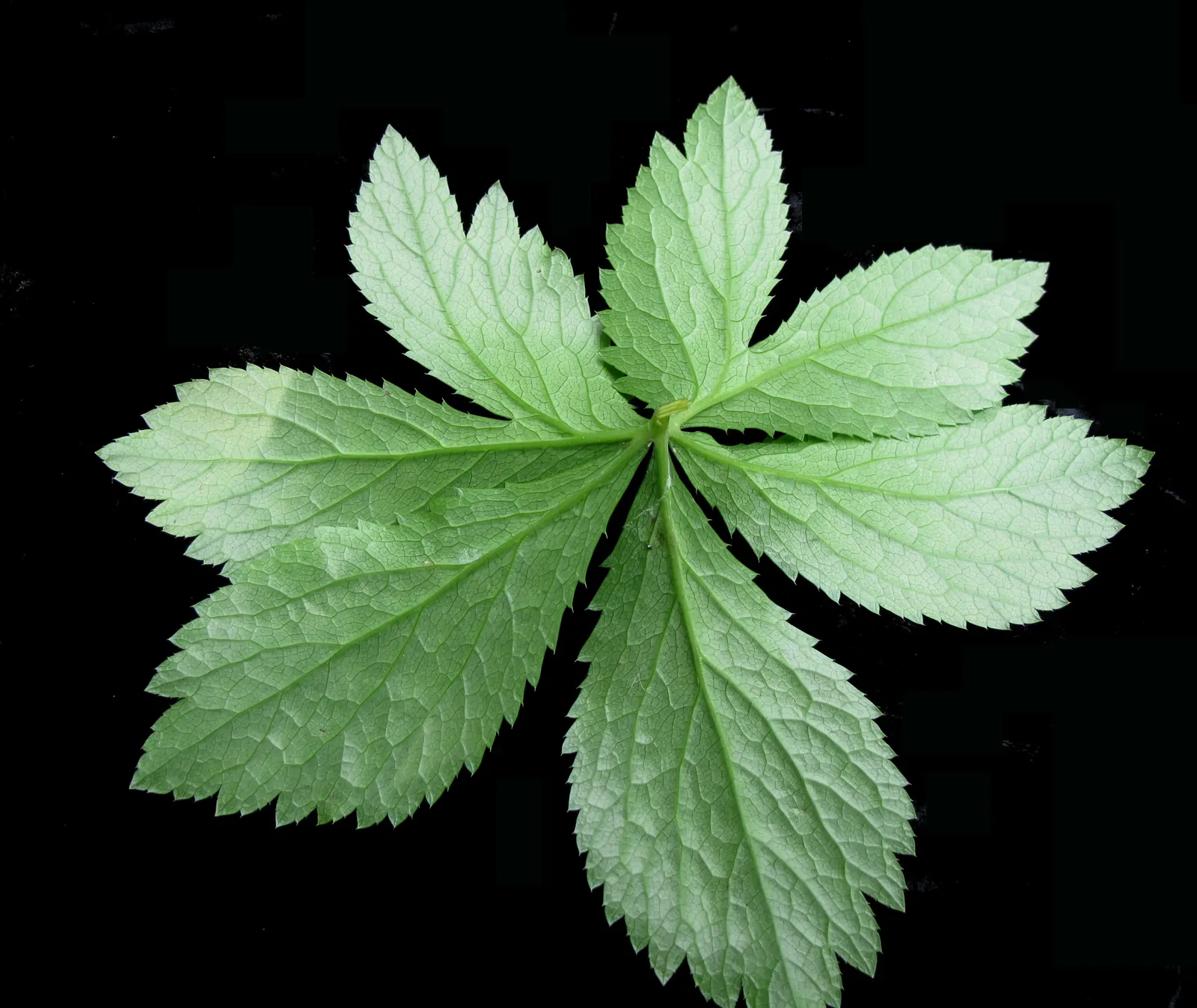 Black Snakeroot (Actaea Racemosa) — Its compound leaves are deeply toothed, and notably, the foliage grows in dense, bushy clumps; its deep green, image 73
