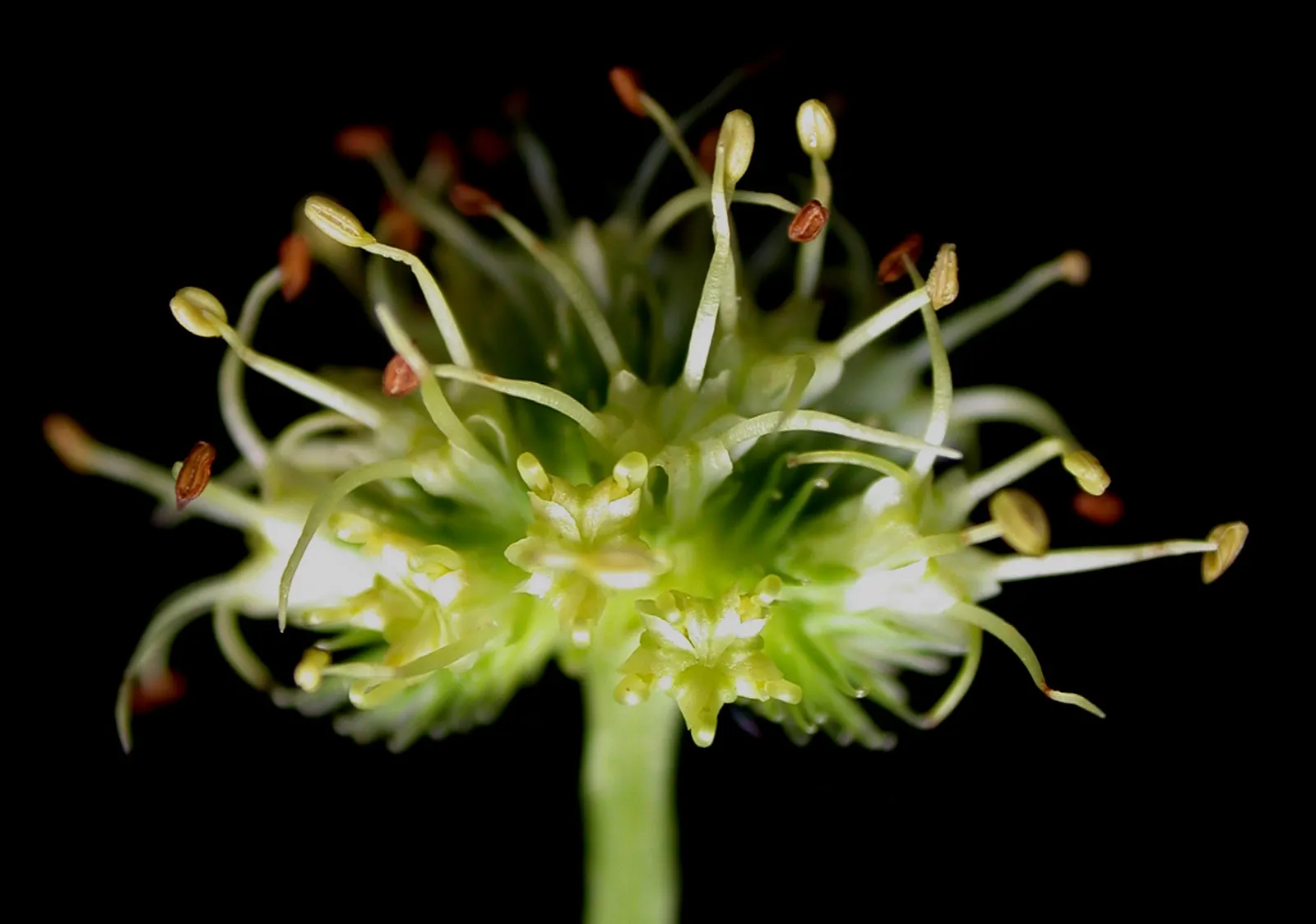 Black Snakeroot (Actaea Racemosa) — Black Snakeroot, or Actaea racemosa, is a striking perennial native to North American woodlands; its deep, image 85