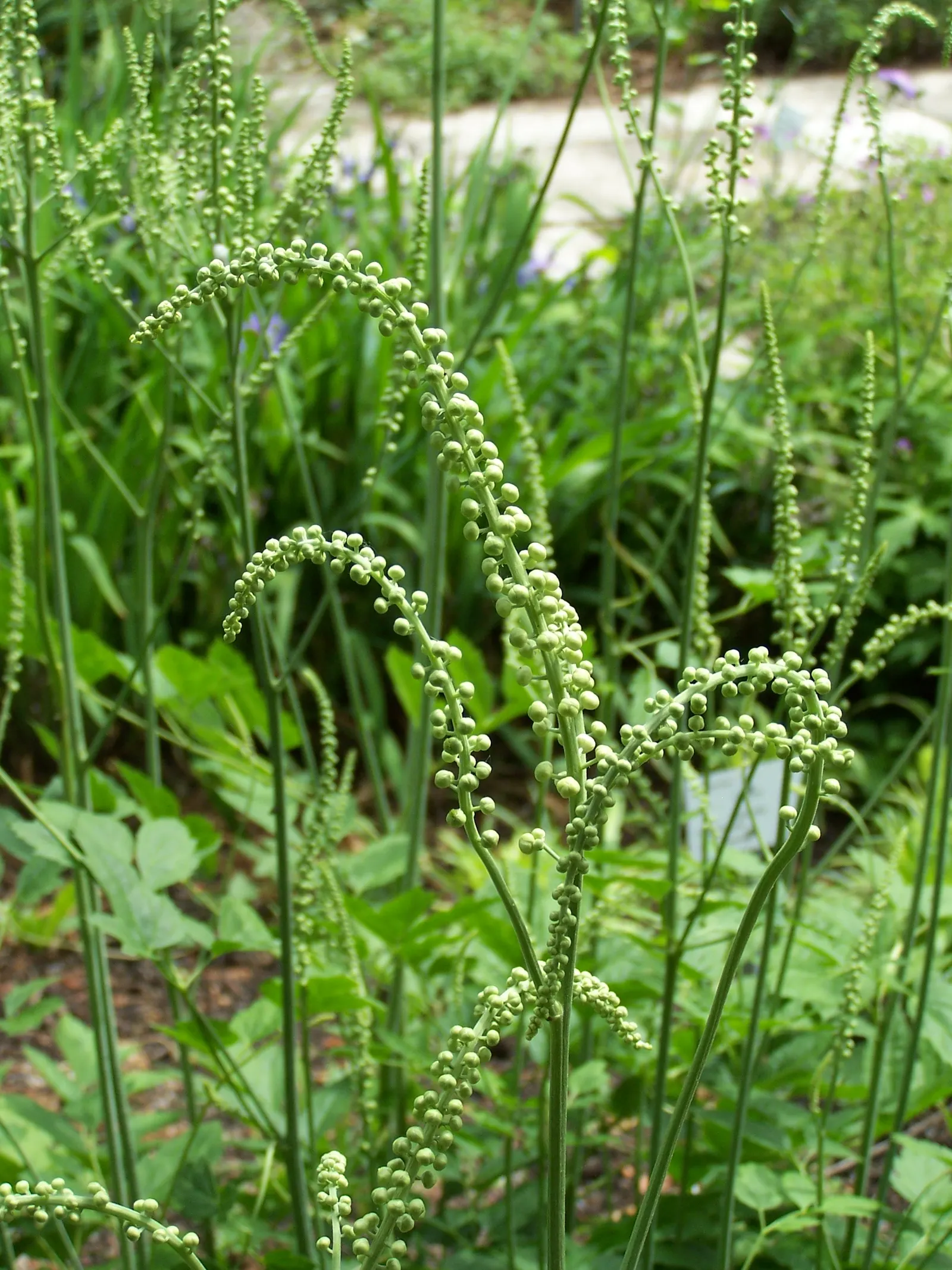 Black Snakeroot (Actaea Racemosa) — favoring a spot in the garden that provides partial to full shade; black Snakeroot showcases its pronounced, image 50