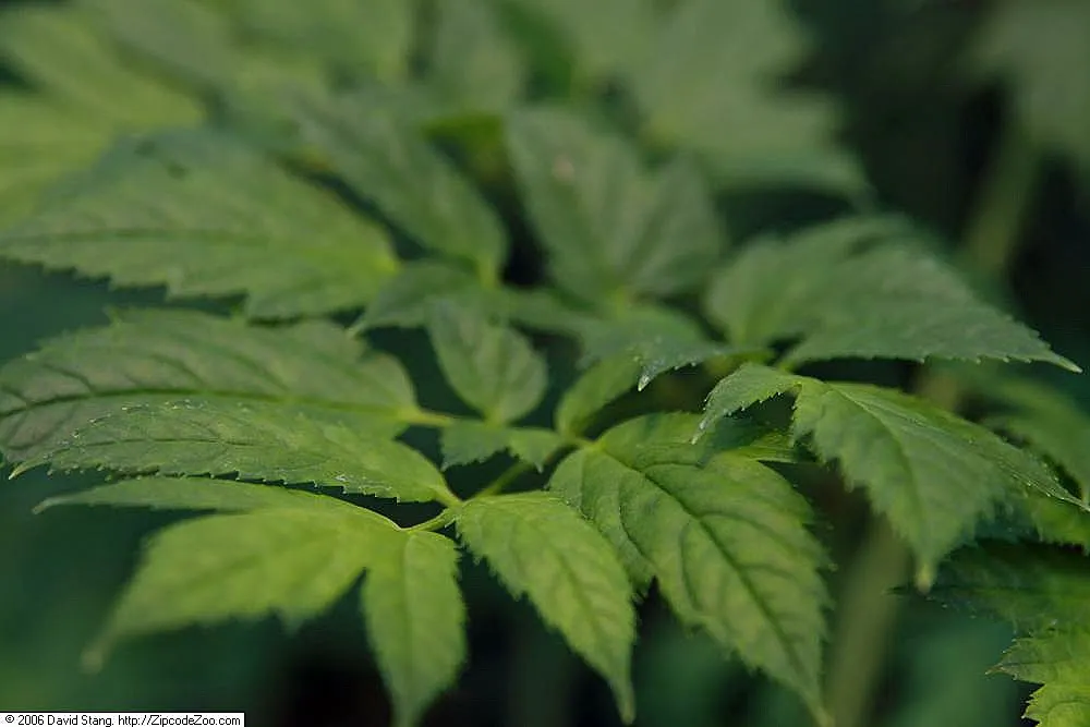 Black Snakeroot (Actaea Racemosa) — commonly referred to as Black Snakeroot or Black Cohosh; black Snakeroot showcases its pronounced white to, image 68