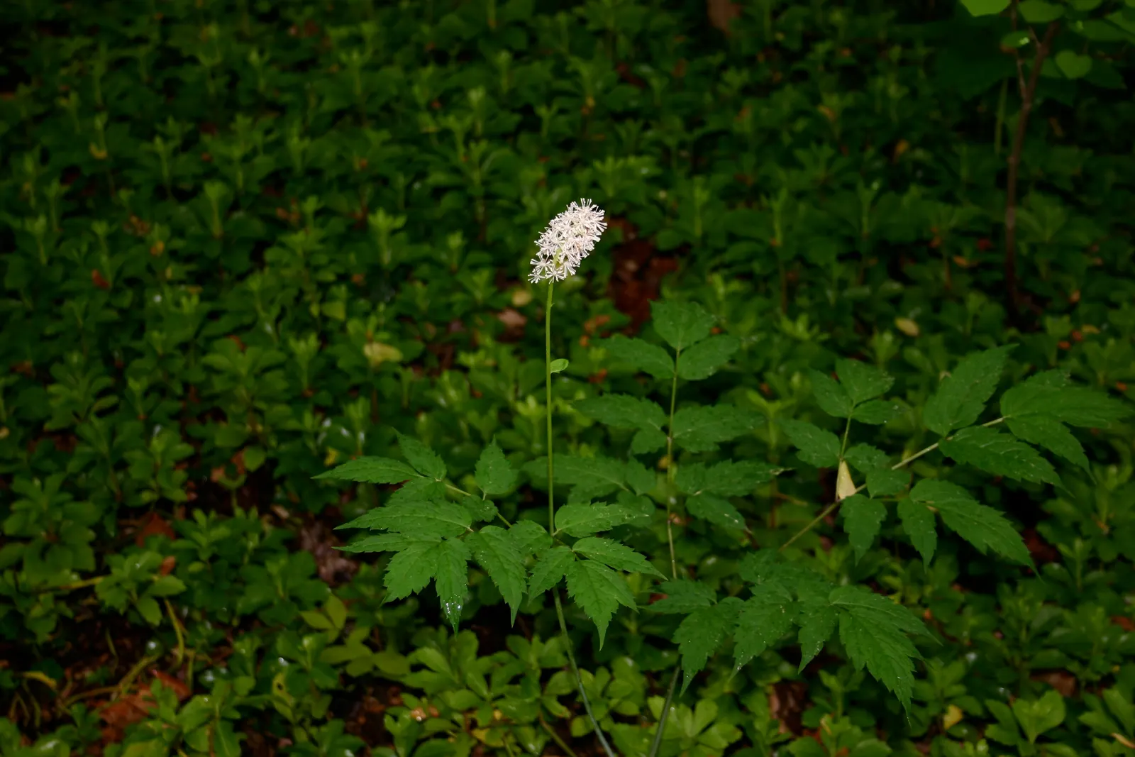 Black Snakeroot (Actaea Racemosa) — perennial / shrub with white blooms; black Snakeroot showcases its pronounced white to cream flower spikes that, image 83