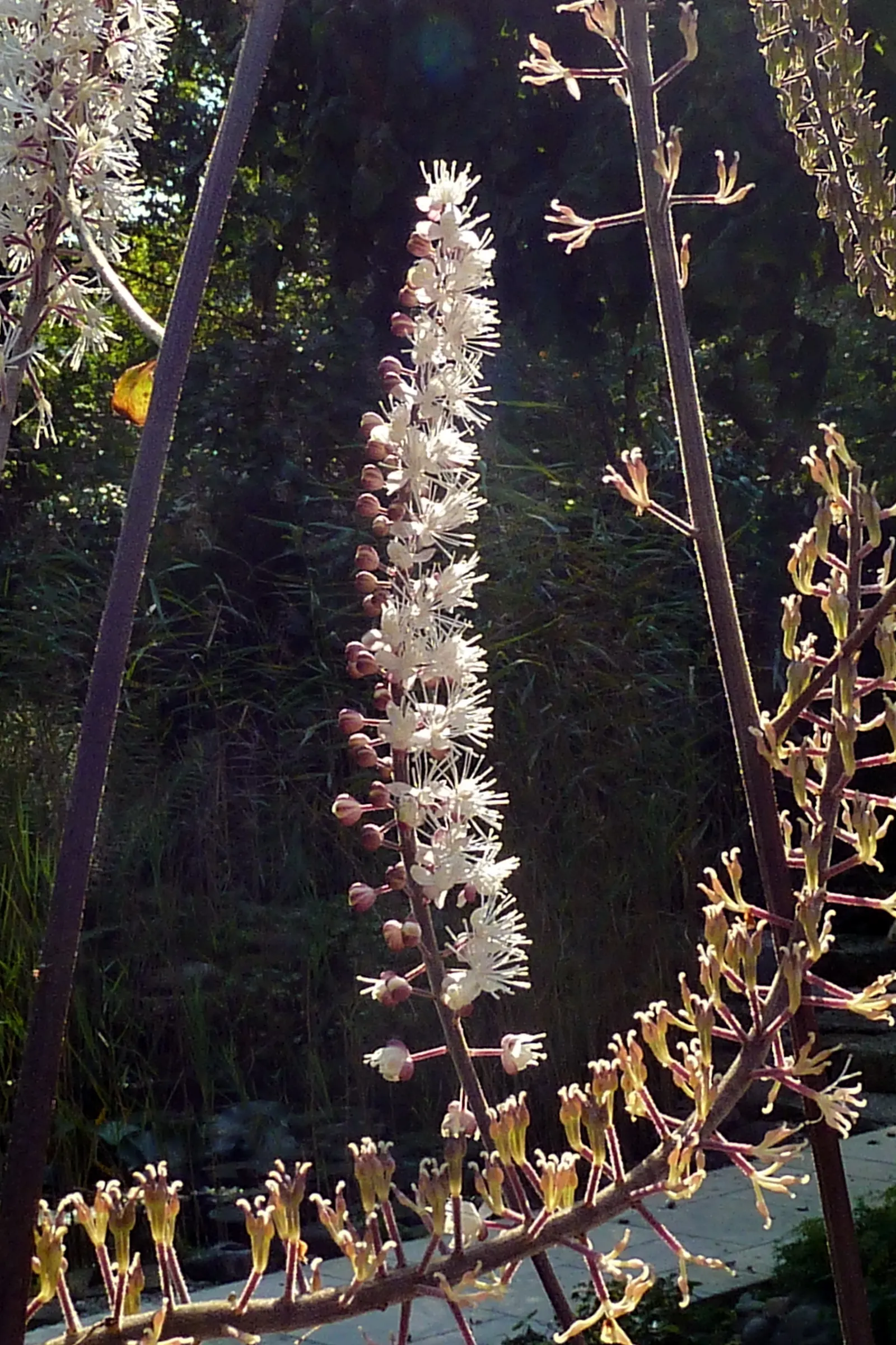 Black Snakeroot (Actaea Racemosa) — Its compound leaves are deeply toothed, and notably, the foliage grows in dense, bushy clumps
