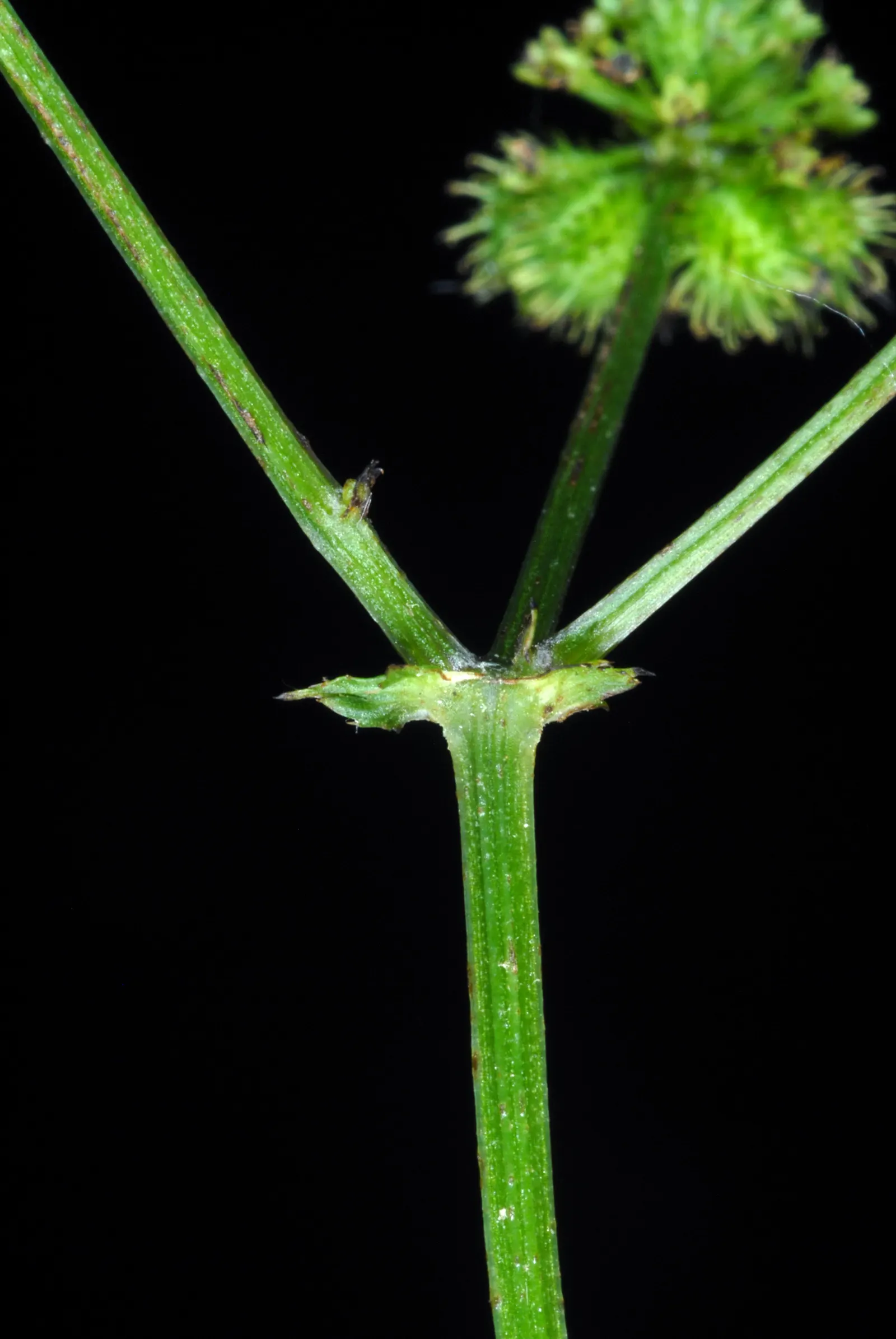 Black Snakeroot (Actaea Racemosa) — Black Snakeroot showcases its pronounced white to cream flower spikes that can extend above the foliage, image 95