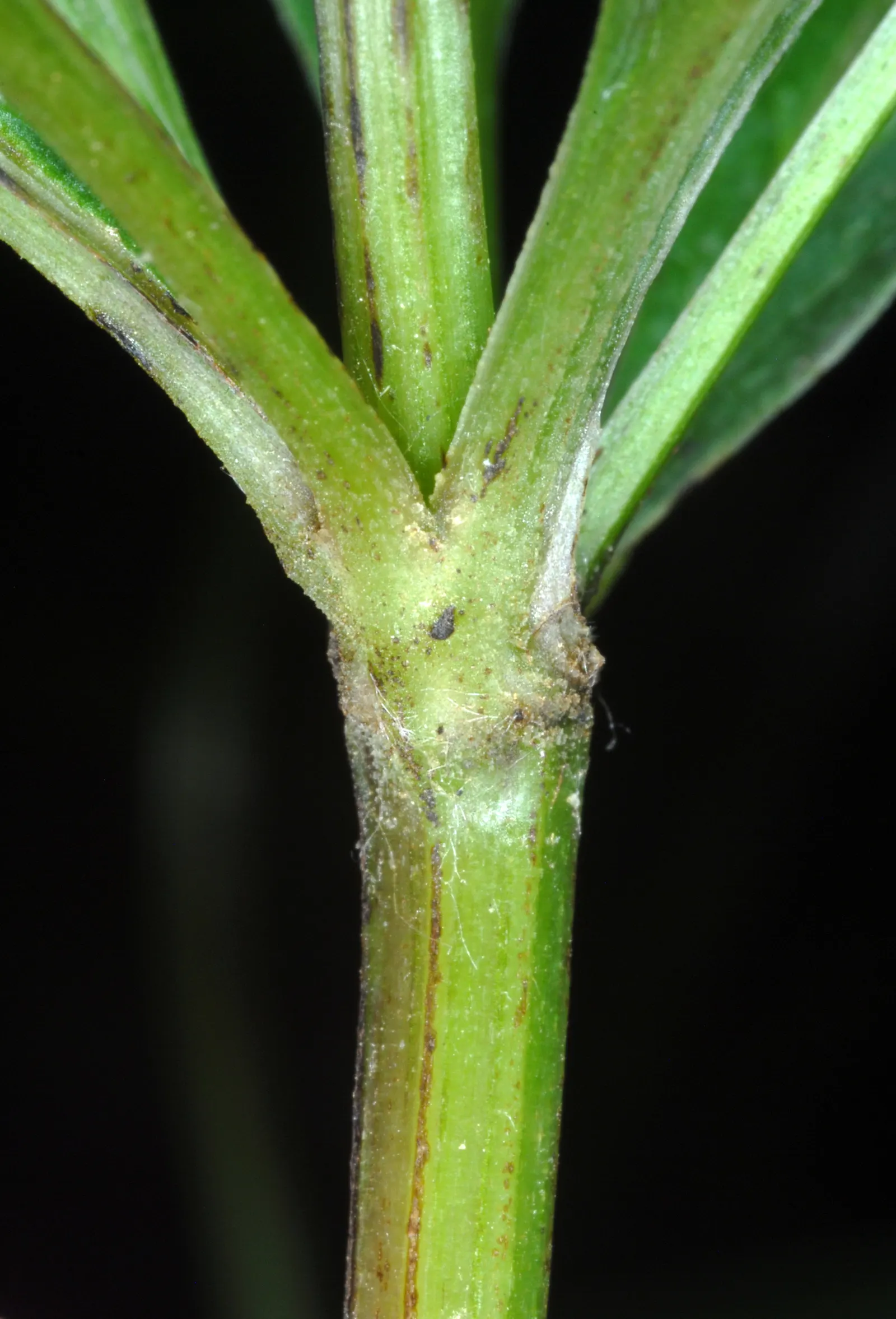 Black Snakeroot (Actaea Racemosa) — commonly referred to as Black Snakeroot or Black Cohosh; black Snakeroot showcases its pronounced white to, image 89