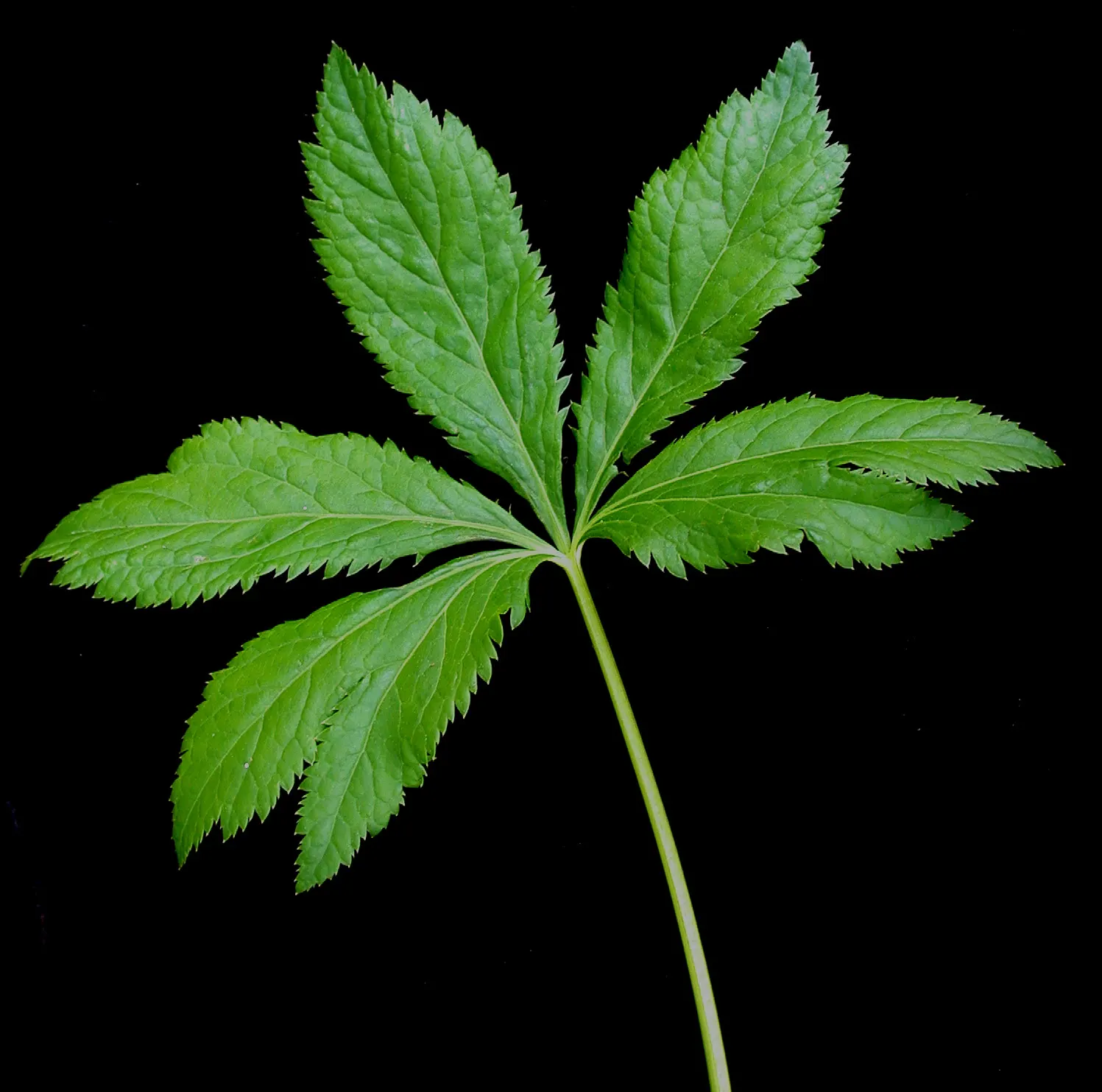 Black Snakeroot (Actaea Racemosa) — With a spread of 2-4 feet, this shade-lover adds vertical interest in woodland or shaded garden areas; so it should be