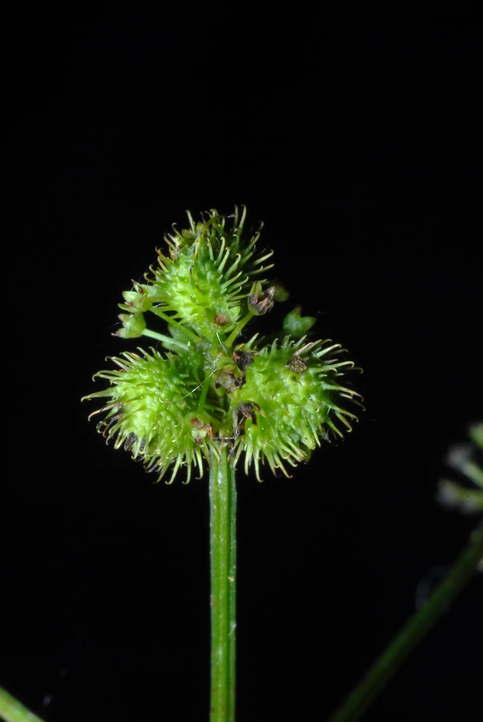 Black Snakeroot (Actaea Racemosa) — Black Snakeroot, or Actaea racemosa, is a striking perennial native to North American woodlands; its deep, image 43