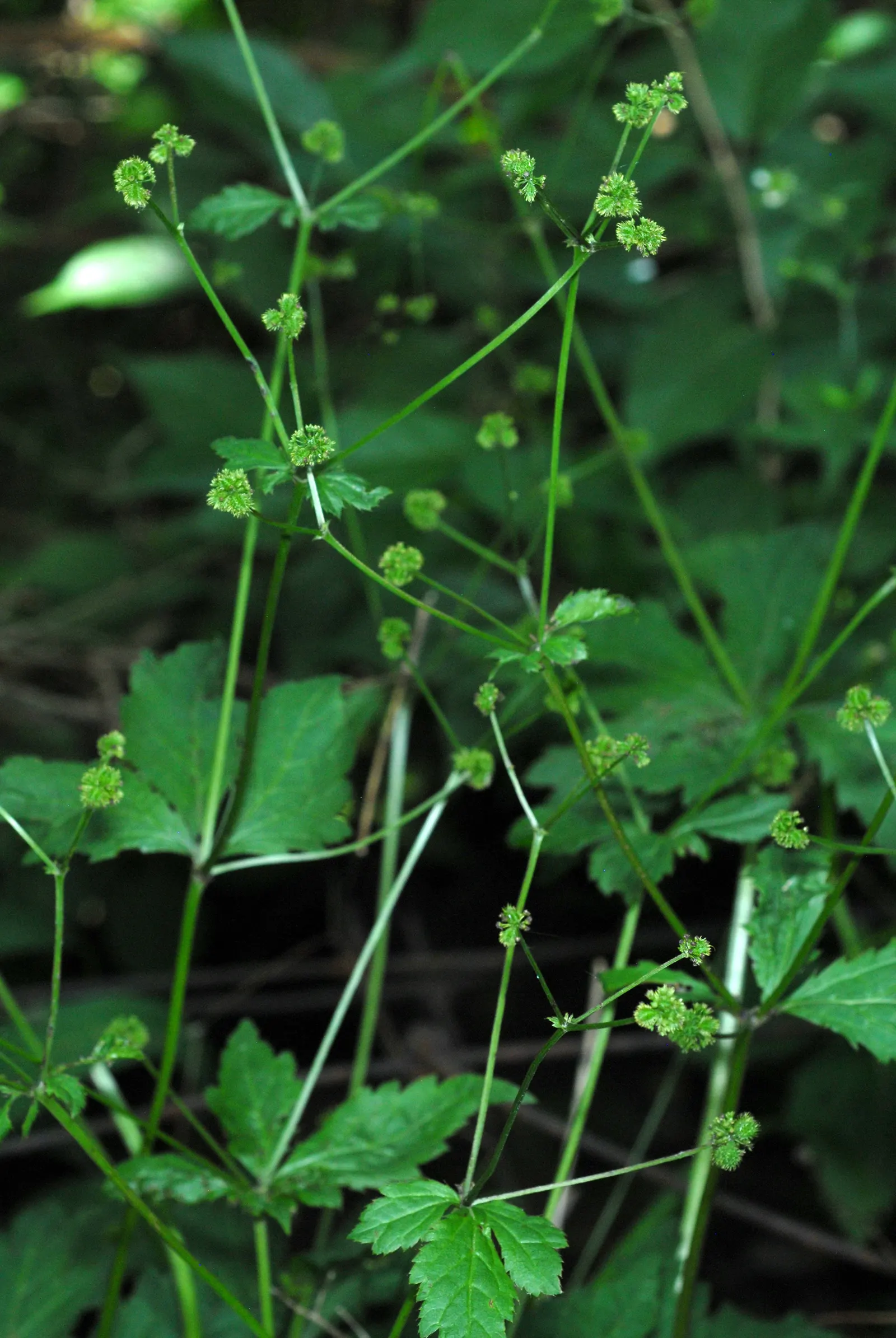 Black Snakeroot (Actaea Racemosa) — Its deep green, compound leaves turn a subtle yellow in fall, providing a delicate seasonal transition