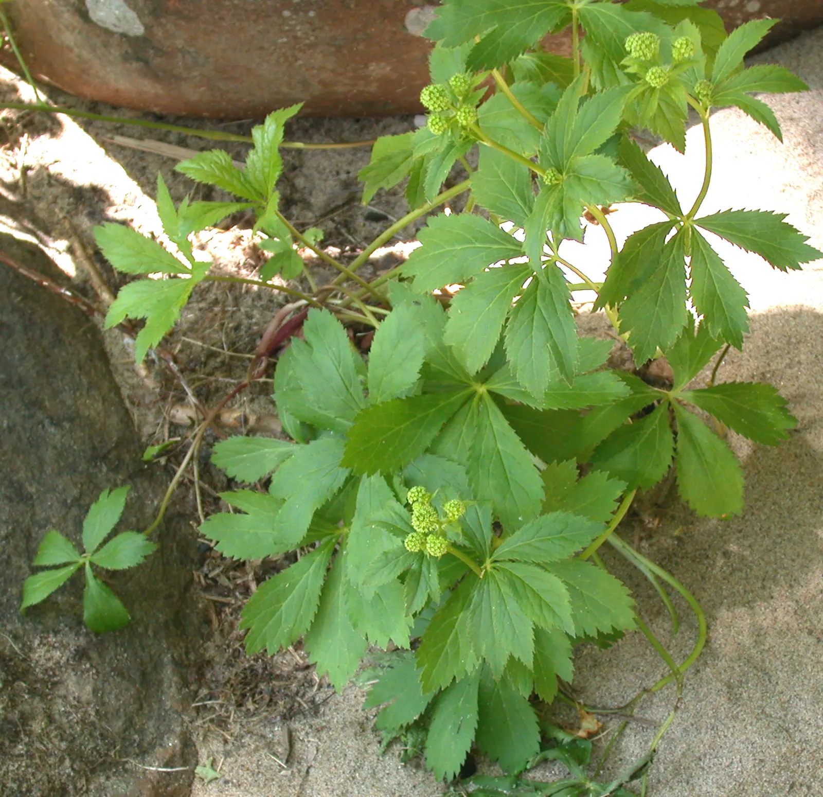 Black Snakeroot (Actaea Racemosa) — Its deep green, compound leaves turn a subtle yellow in fall, providing a delicate seasonal transition, image 67