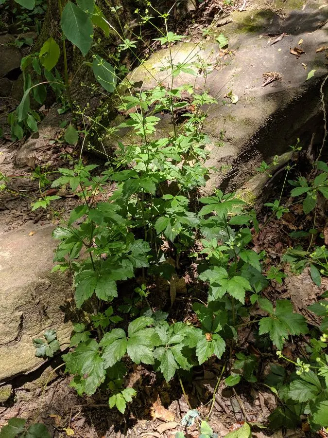 Black Snakeroot (Actaea Racemosa) — allowing it to make a substantial impact in the landscape design; so it should be sited with care in landscapes where