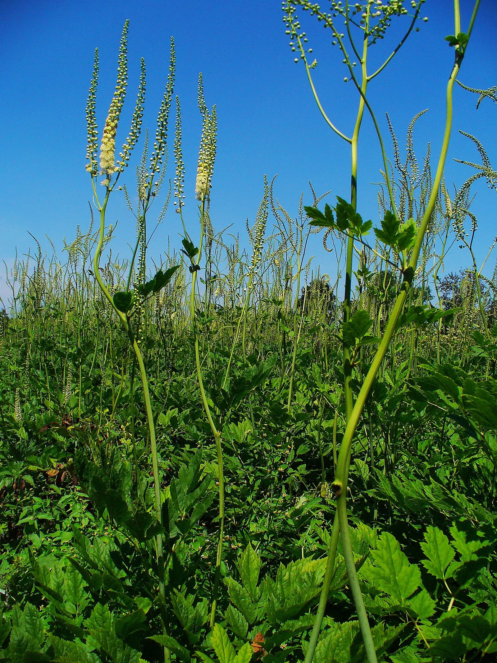 Black Snakeroot (Actaea Racemosa) — It thrives in USDA hardiness zones 3 through 8
