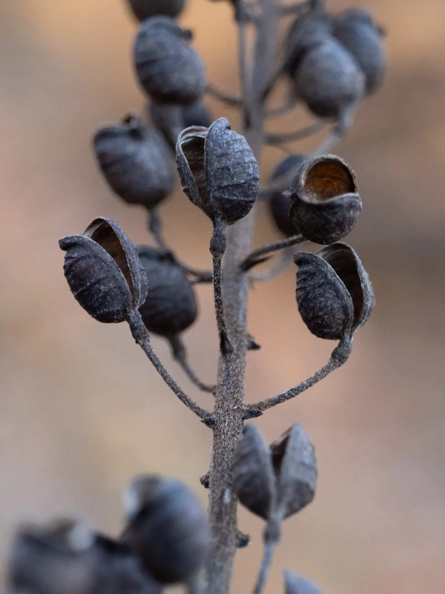 Black Snakeroot (Actaea Racemosa) — perennial / shrub with white blooms