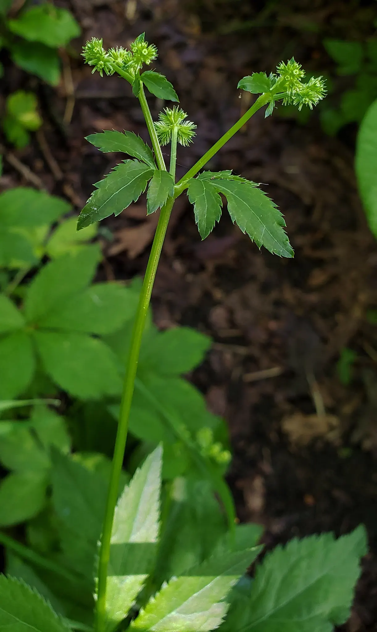Black Snakeroot (Actaea Racemosa) — perennial / shrub for half or shade; so it should be sited with care in landscapes where children and pets play, image 84