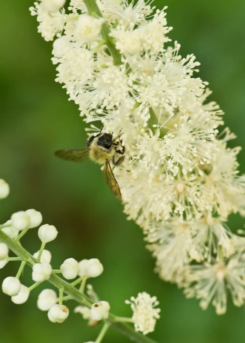 Black Snakeroot (Actaea Racemosa) — is a perennial plant native to the eastern North America; so it should be sited with care in landscapes where children and