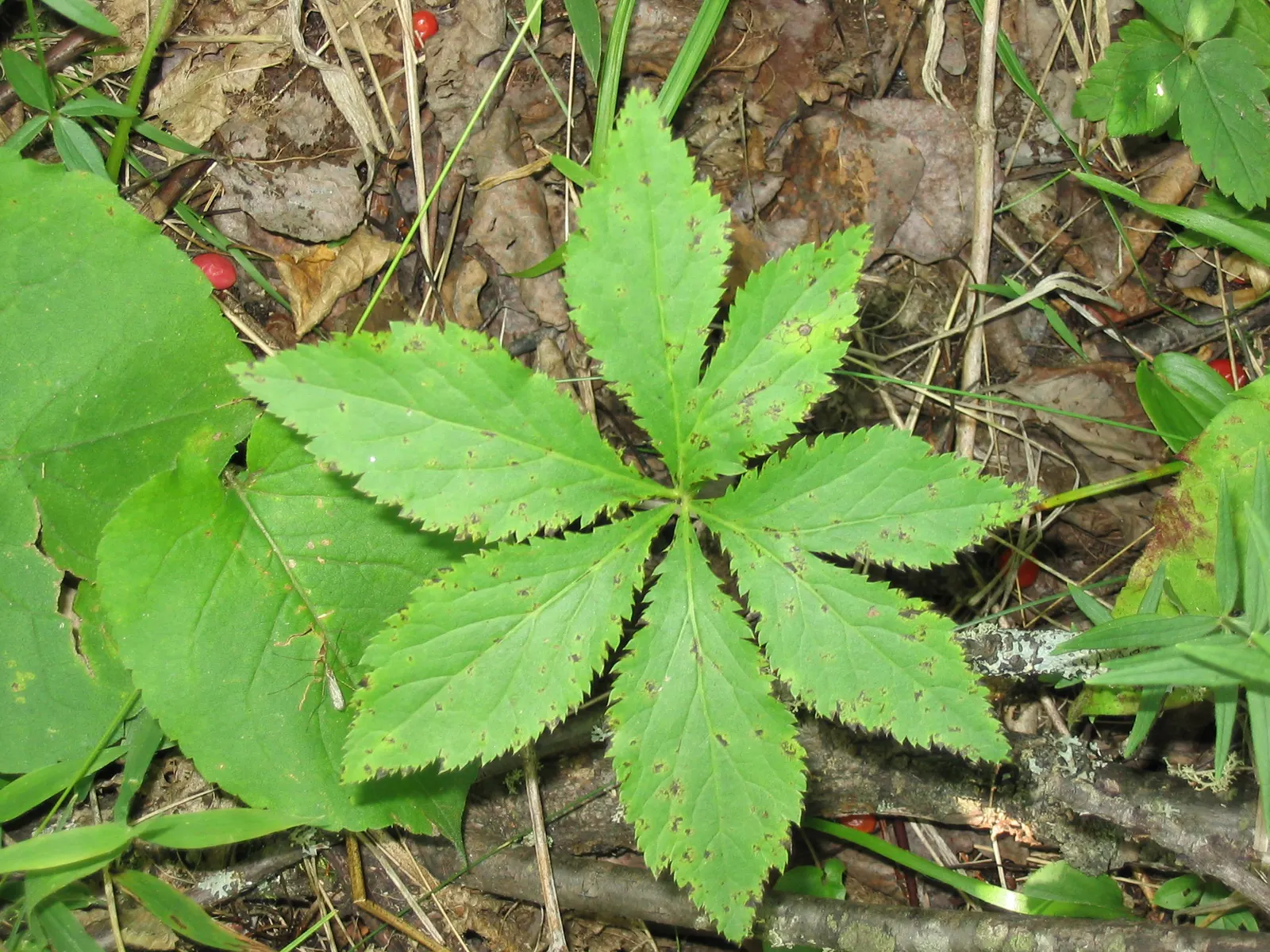 Black Snakeroot (Actaea Racemosa) — Black Snakeroot, or Actaea racemosa, is a striking perennial native to North American woodlands; its deep, image 64