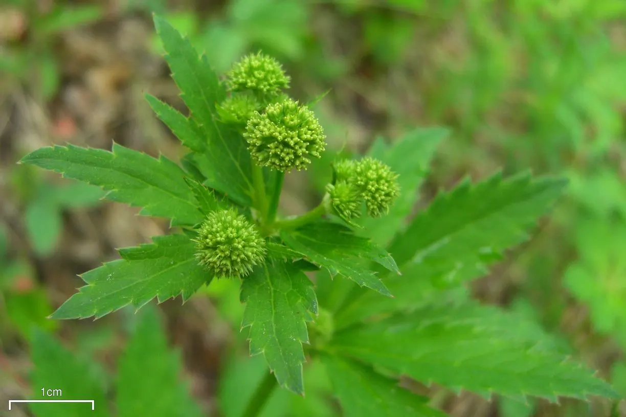 Black Snakeroot (Actaea Racemosa) — is a perennial plant native to the eastern North America; so it should be sited with care in landscapes where, image 69