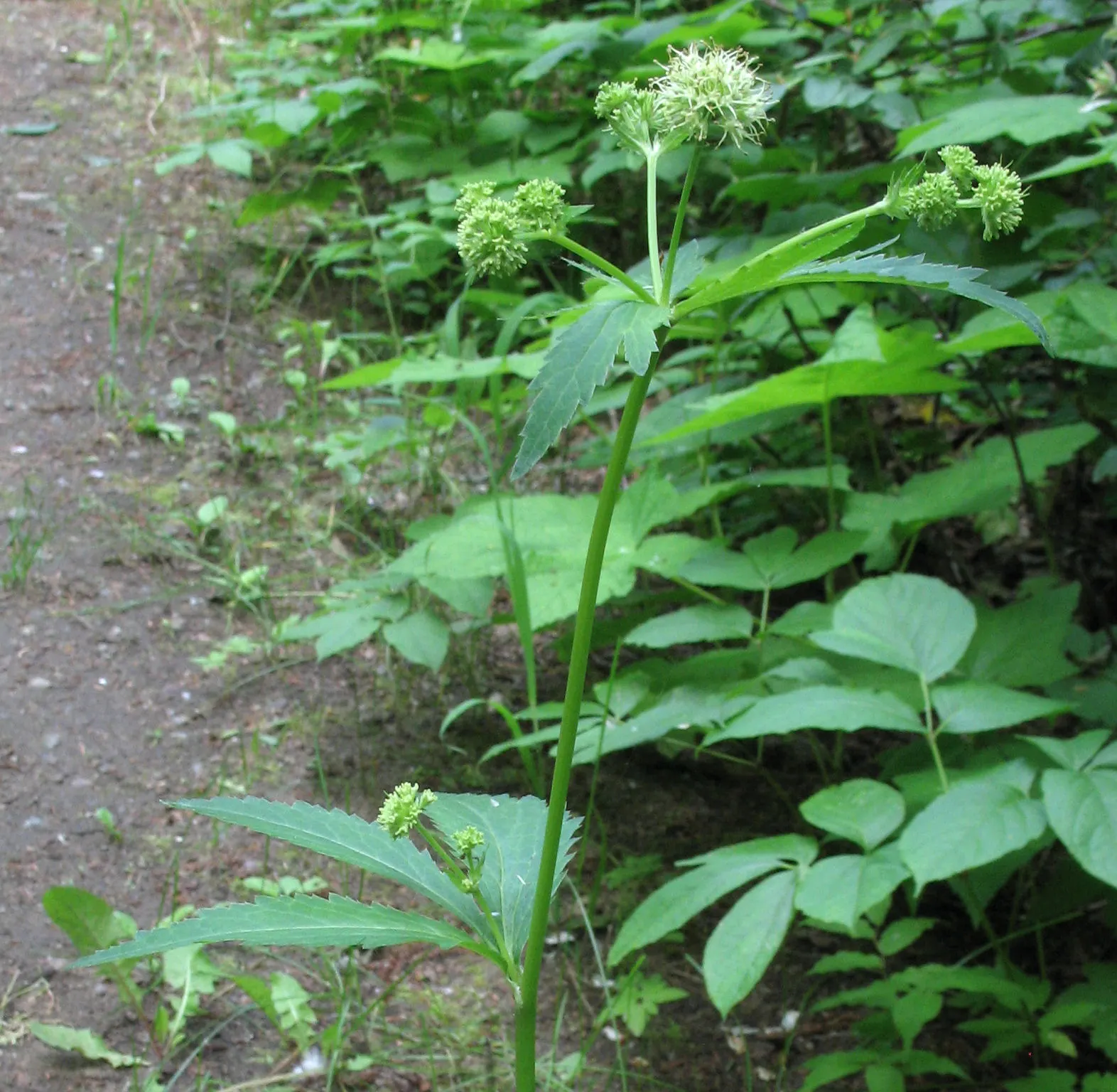Black Snakeroot (Actaea Racemosa) — Its compound leaves are deeply toothed, and notably, the foliage grows in dense, bushy clumps; its deep green, image 94