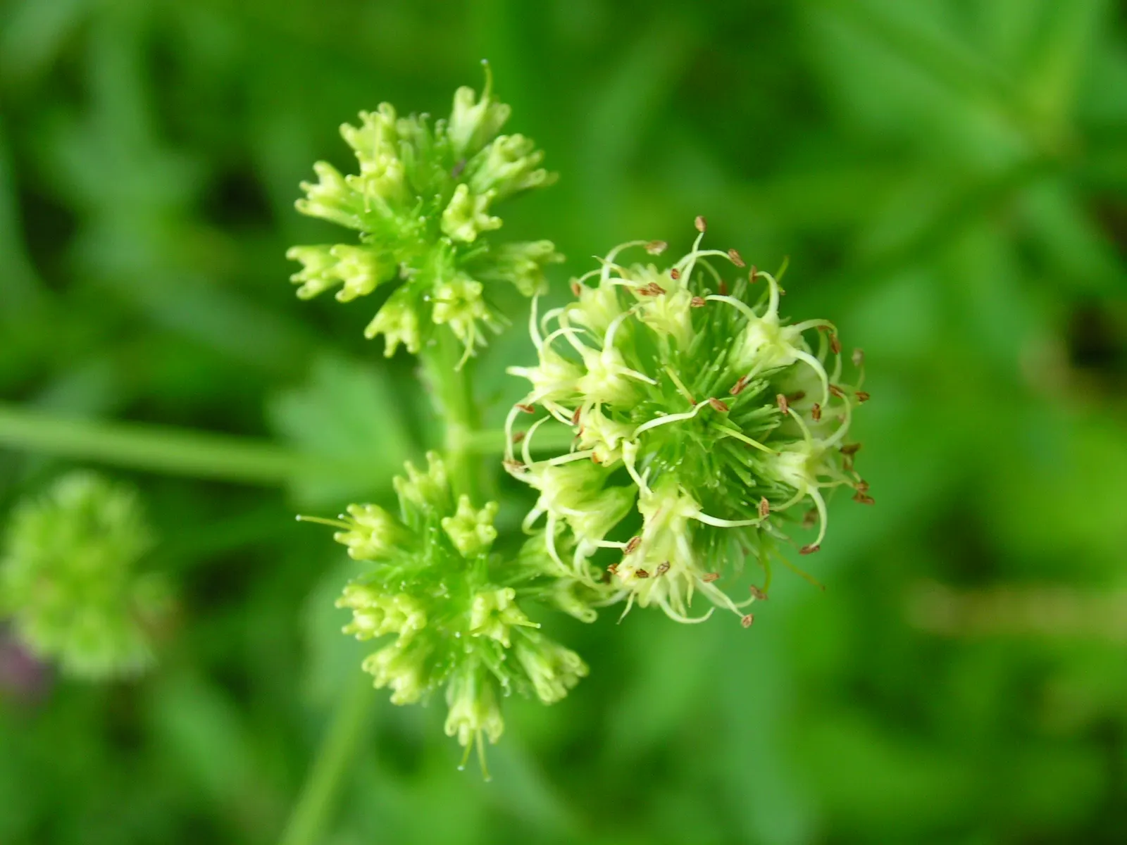 Black Snakeroot (Actaea Racemosa) — attracting pollinators such as butterflies and bees.<br><br>For optimal growth; black Snakeroot showcases its, image 98