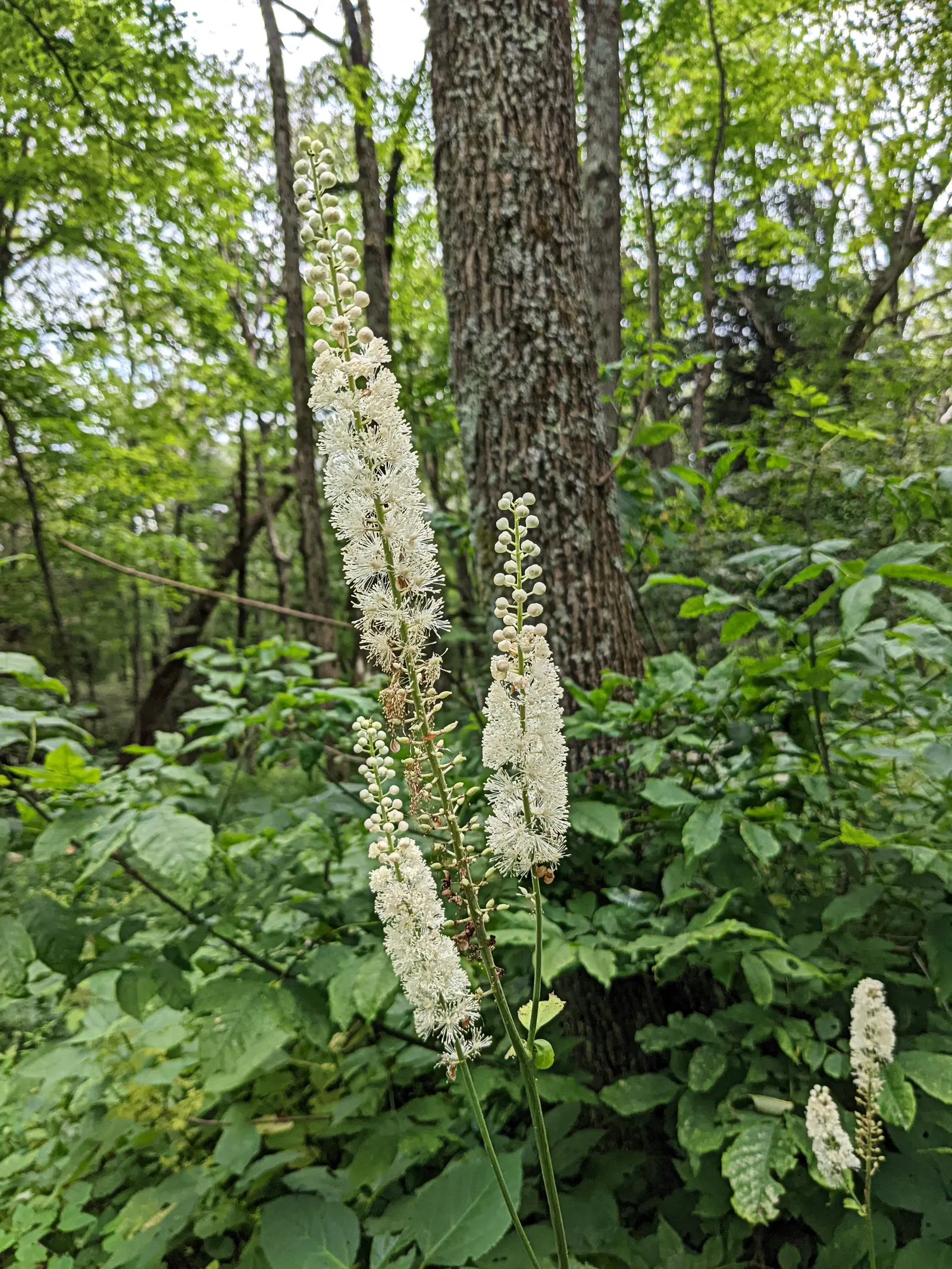Black Snakeroot (Actaea Racemosa) — so it should be sited with care in landscapes where children and pets play, image 39