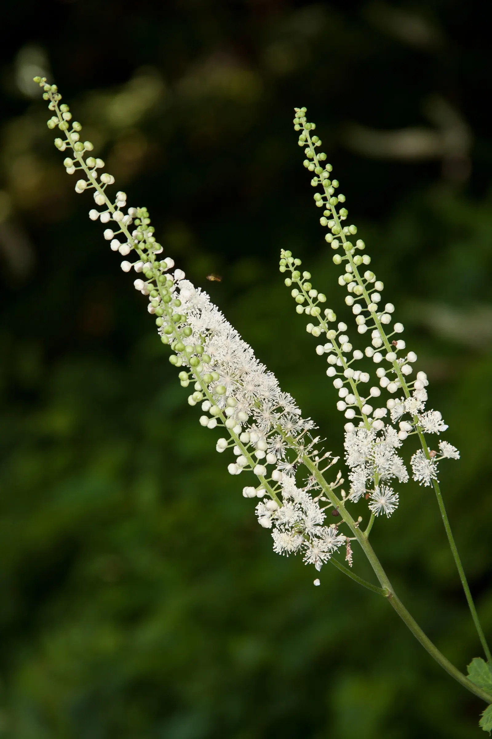 Black Snakeroot (Actaea Racemosa) — is a perennial plant native to the eastern North America; so it should be sited with care in landscapes where, image 48