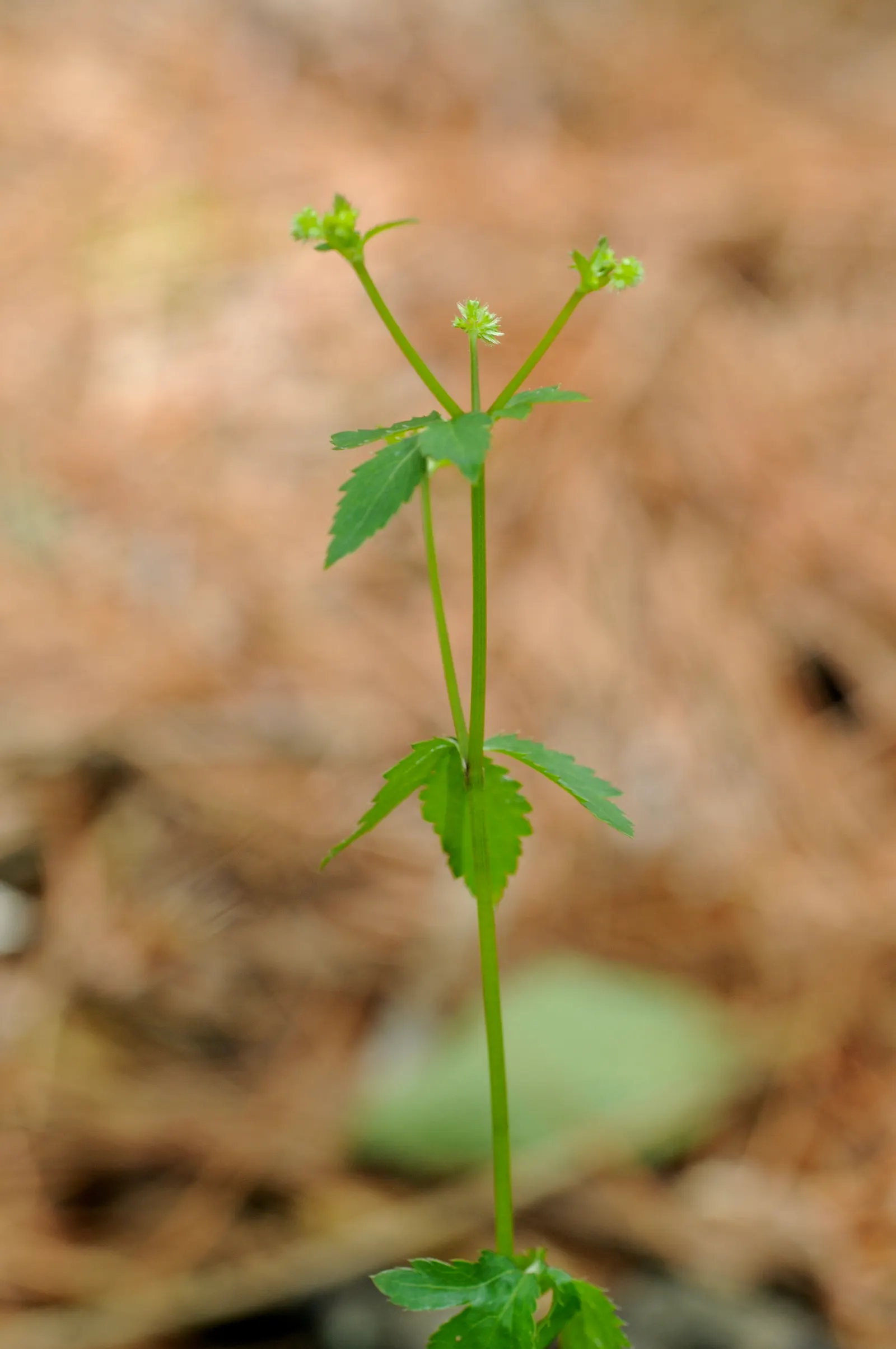 Black Snakeroot (Actaea Racemosa) — With a spread of 2-4 feet, this shade-lover adds vertical interest in woodland or shaded garden areas; so it, image 87