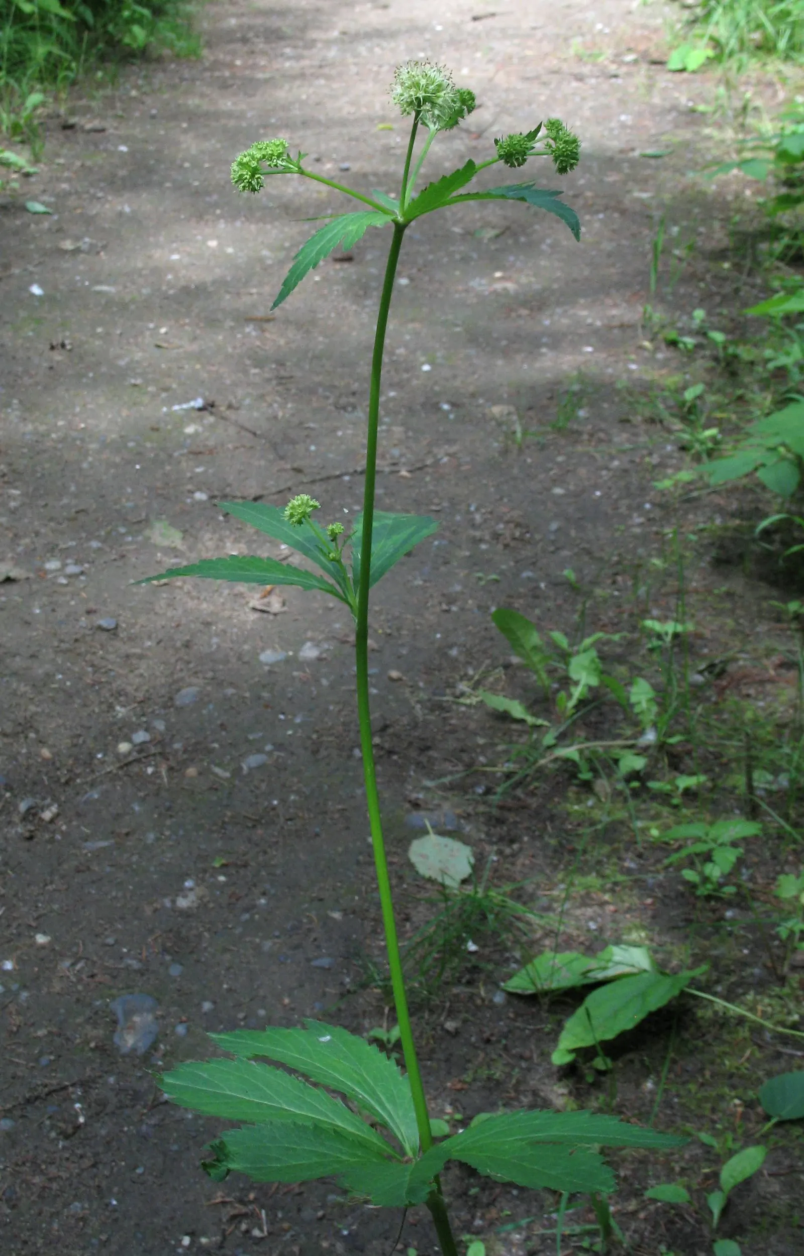 Black Snakeroot (Actaea Racemosa) — Note that all parts of this plant are poisonous if ingested; black Snakeroot showcases its pronounced white to, image 59