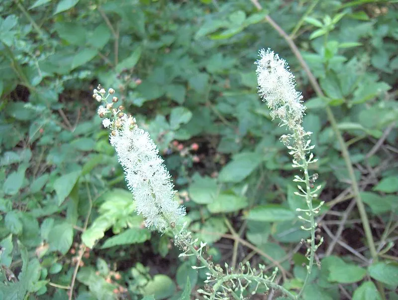 Black Snakeroot (Actaea Racemosa) — adding a vertical dimension to the garden; so it should be sited with care in landscapes where children and, image 75