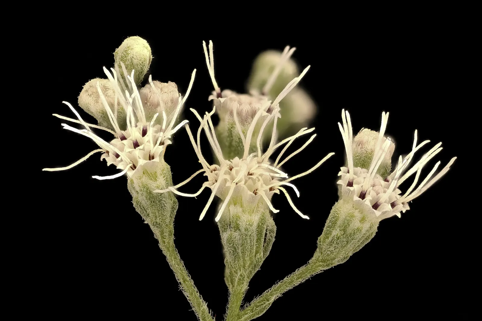 Black Snakeroot (Actaea Racemosa) — allowing it to make a substantial impact in the landscape design; so it should be sited with care in landscapes, image 93