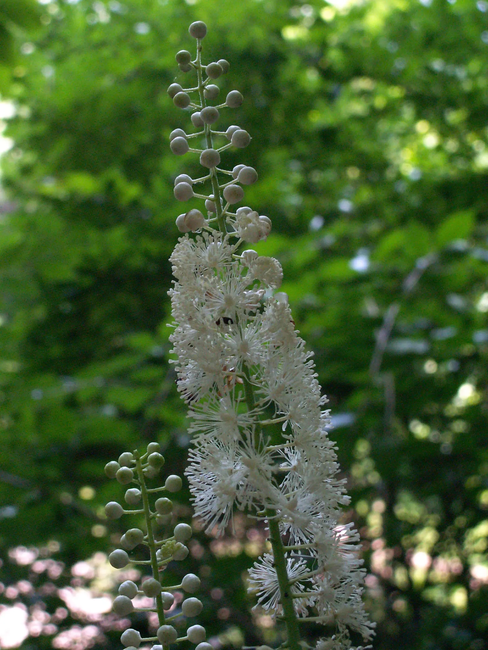 Black Snakeroot (Actaea Racemosa) — Its deep green, compound leaves turn a subtle yellow in fall, providing a delicate seasonal transition, image 46