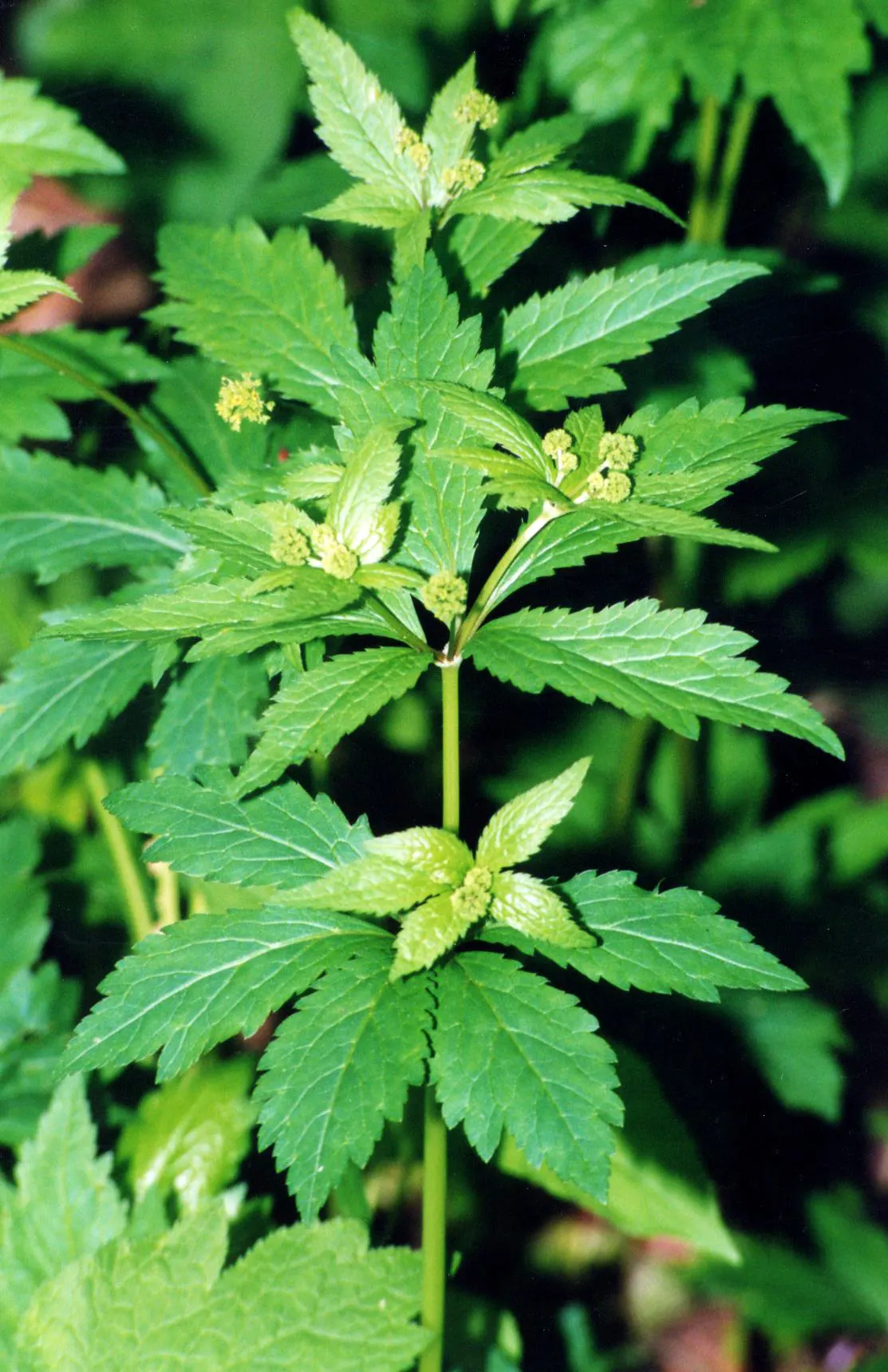 Black Snakeroot (Actaea Racemosa) — attracting pollinators such as butterflies and bees.<br><br>For optimal growth