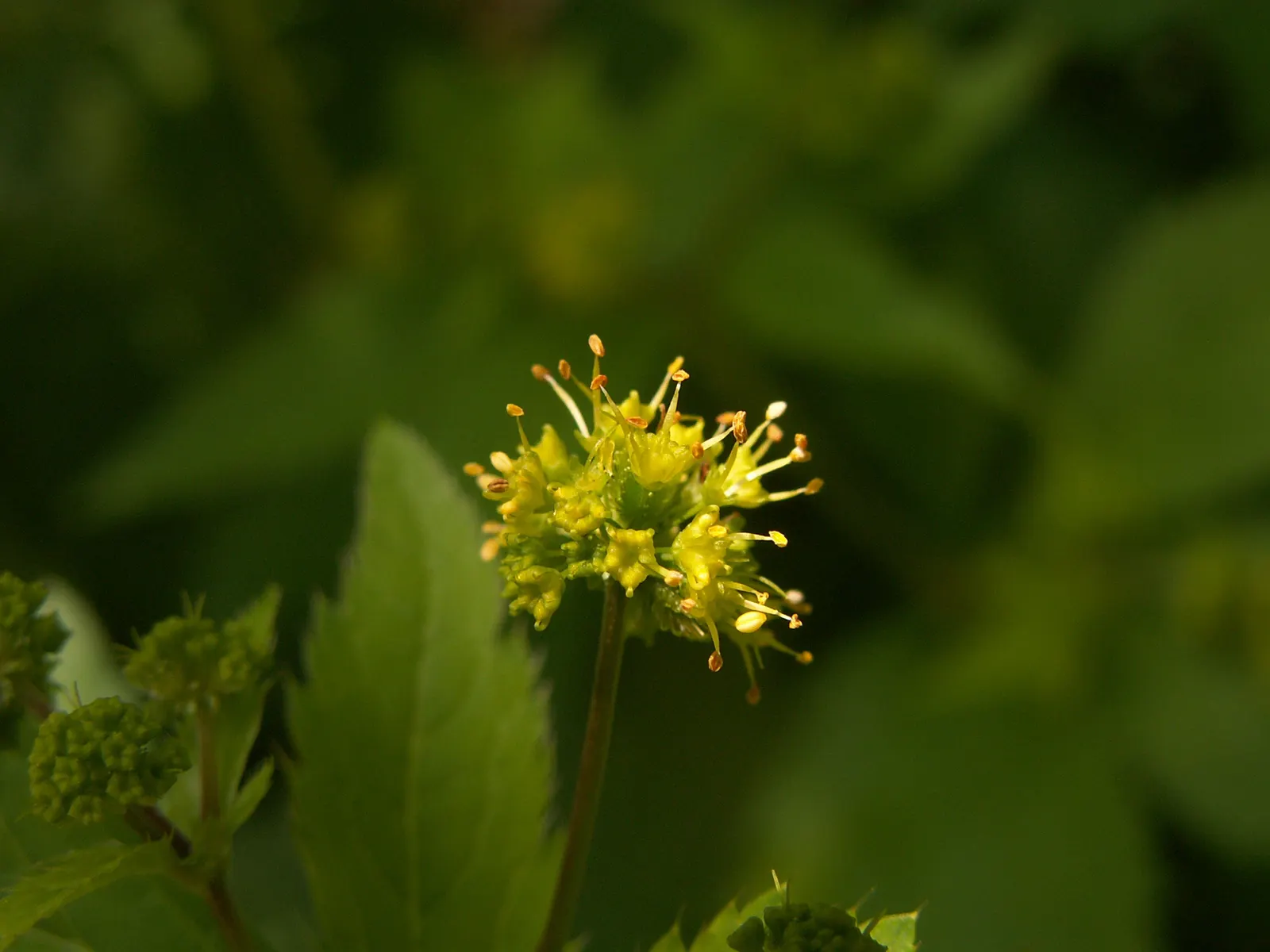 Black Snakeroot (Actaea Racemosa) — It is generally low maintenance but may require watering during prolonged dry spells; its deep green, compound leaves turn