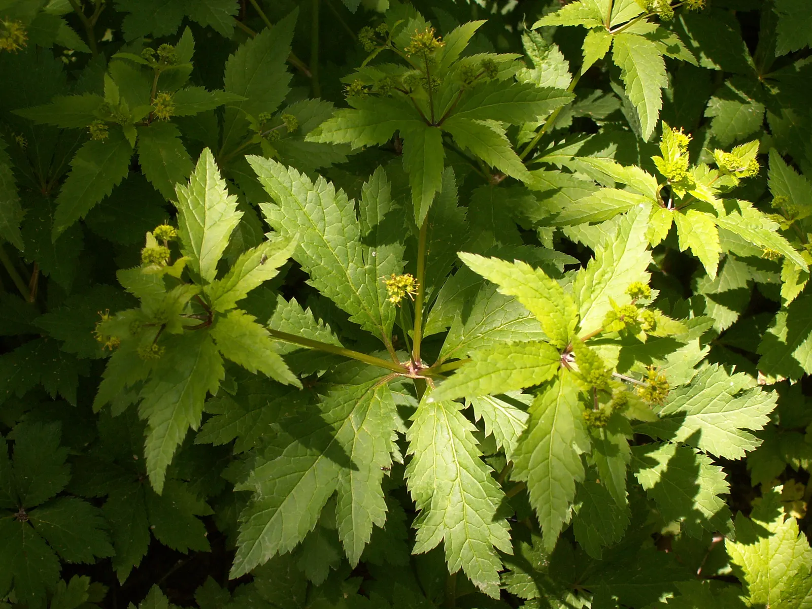 Black Snakeroot (Actaea Racemosa) — Its compound leaves are deeply toothed, and notably, the foliage grows in dense, bushy clumps; its deep green, compound