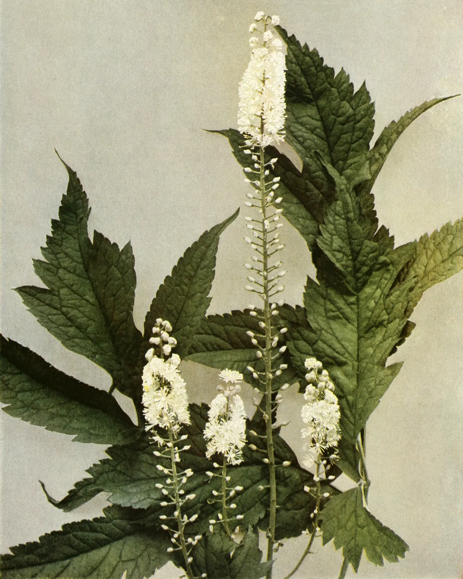 Black Snakeroot (Actaea Racemosa) — commonly referred to as Black Snakeroot or Black Cohosh; black Snakeroot showcases its pronounced white to, image 47