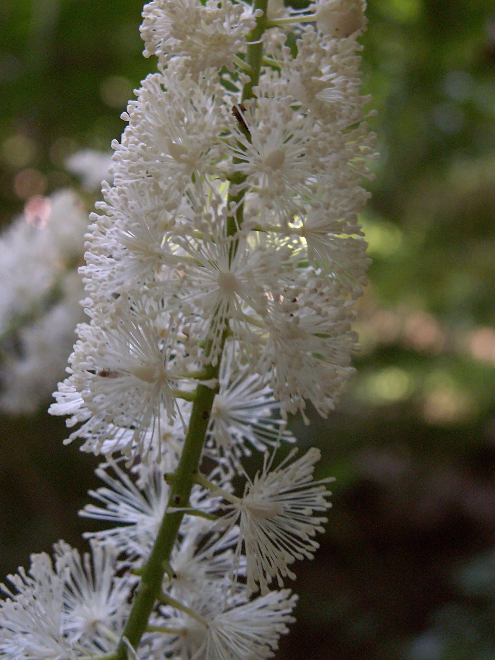 Black Snakeroot (Actaea Racemosa) — adding a vertical dimension to the garden; so it should be sited with care in landscapes where children and pets play
