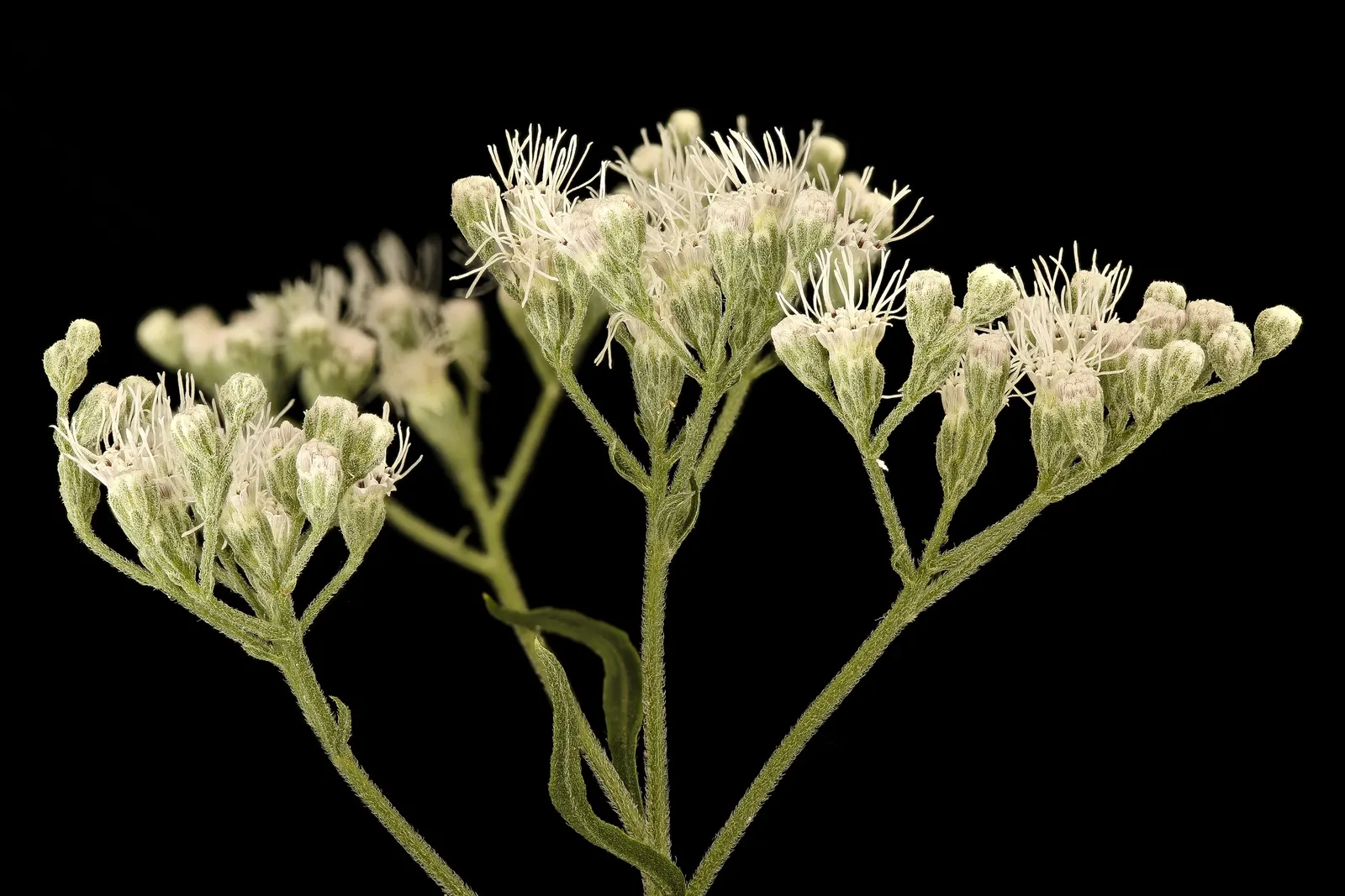 Black Snakeroot (Actaea Racemosa) — attracting pollinators such as butterflies and bees.<br><br>For optimal growth; black Snakeroot showcases its, image 77