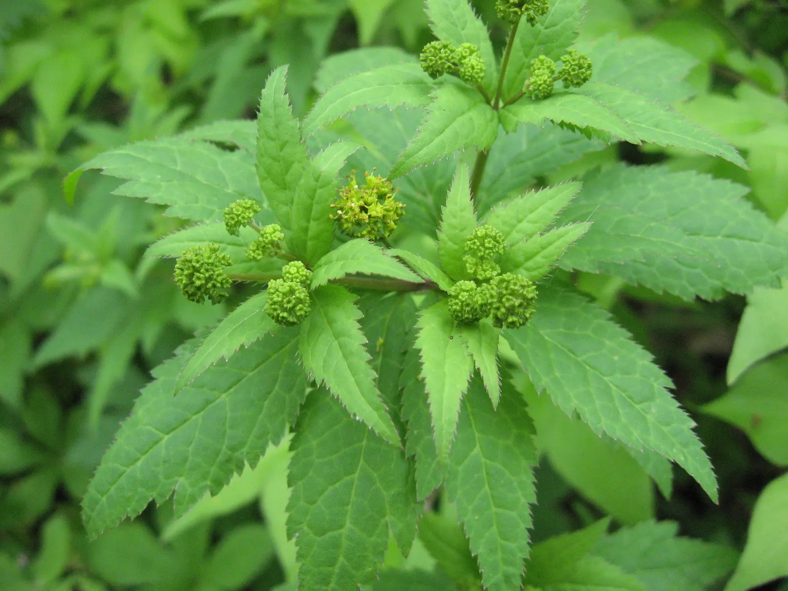 Black Snakeroot (Actaea Racemosa) — commonly referred to as Black Snakeroot or Black Cohosh