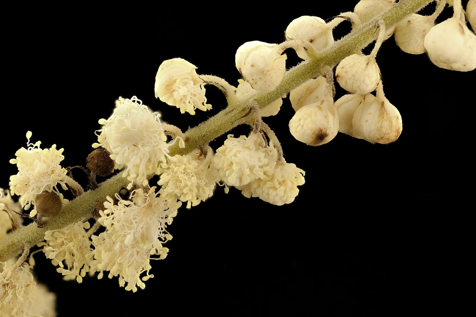 Black Snakeroot (Actaea Racemosa) — Its compound leaves are deeply toothed, and notably, the foliage grows in dense, bushy clumps; its deep green, image 52