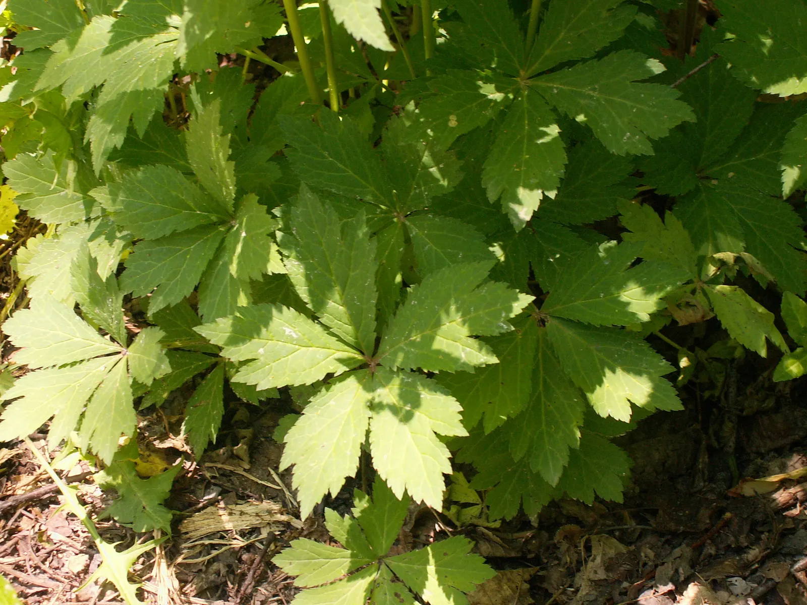 Black Snakeroot (Actaea Racemosa) — Black Snakeroot showcases its pronounced white to cream flower spikes that can extend above the foliage
