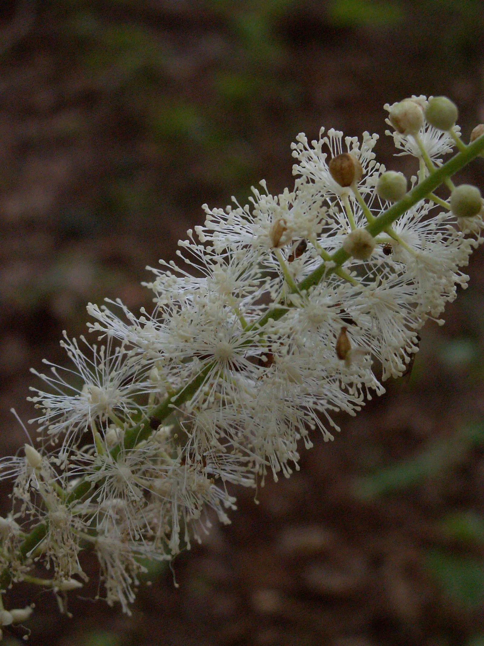 Black Snakeroot (Actaea Racemosa) — It is generally low maintenance but may require watering during prolonged dry spells
