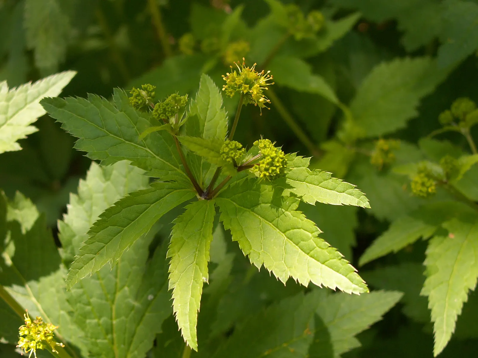 Black Snakeroot (Actaea Racemosa) — It is generally low maintenance but may require watering during prolonged dry spells; its deep green, compound, image 58