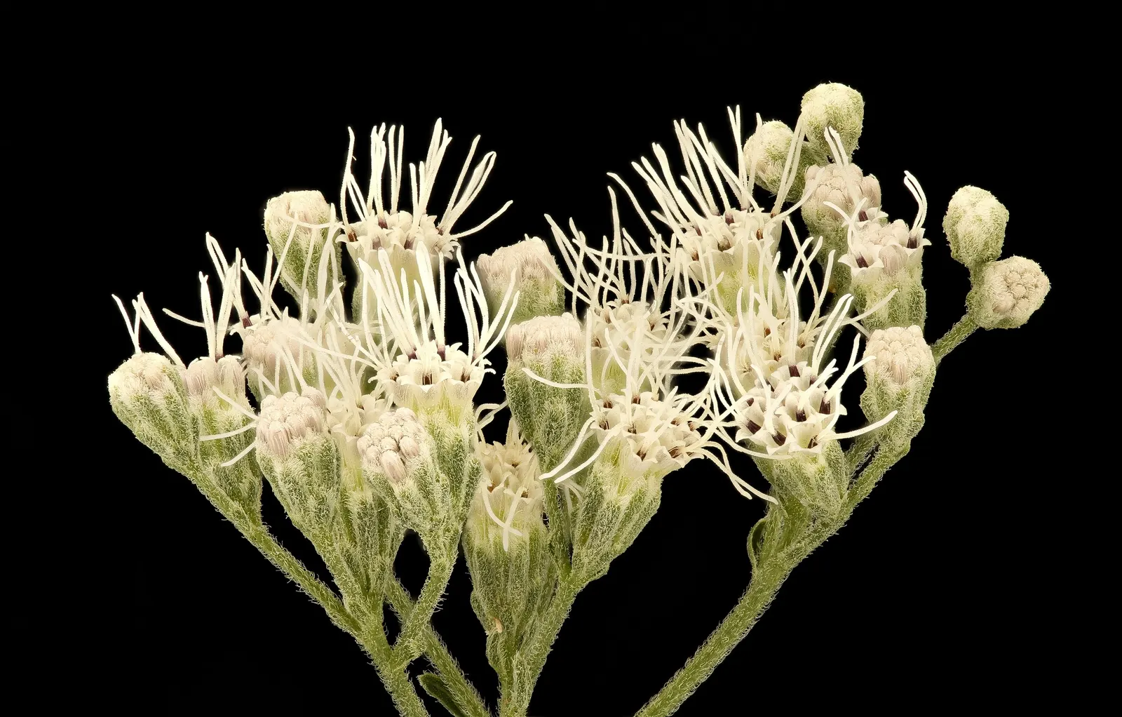 Black Snakeroot (Actaea Racemosa) — white flowers in the garden; its deep green, compound leaves turn a subtle yellow in fall, providing a delicate, image 82
