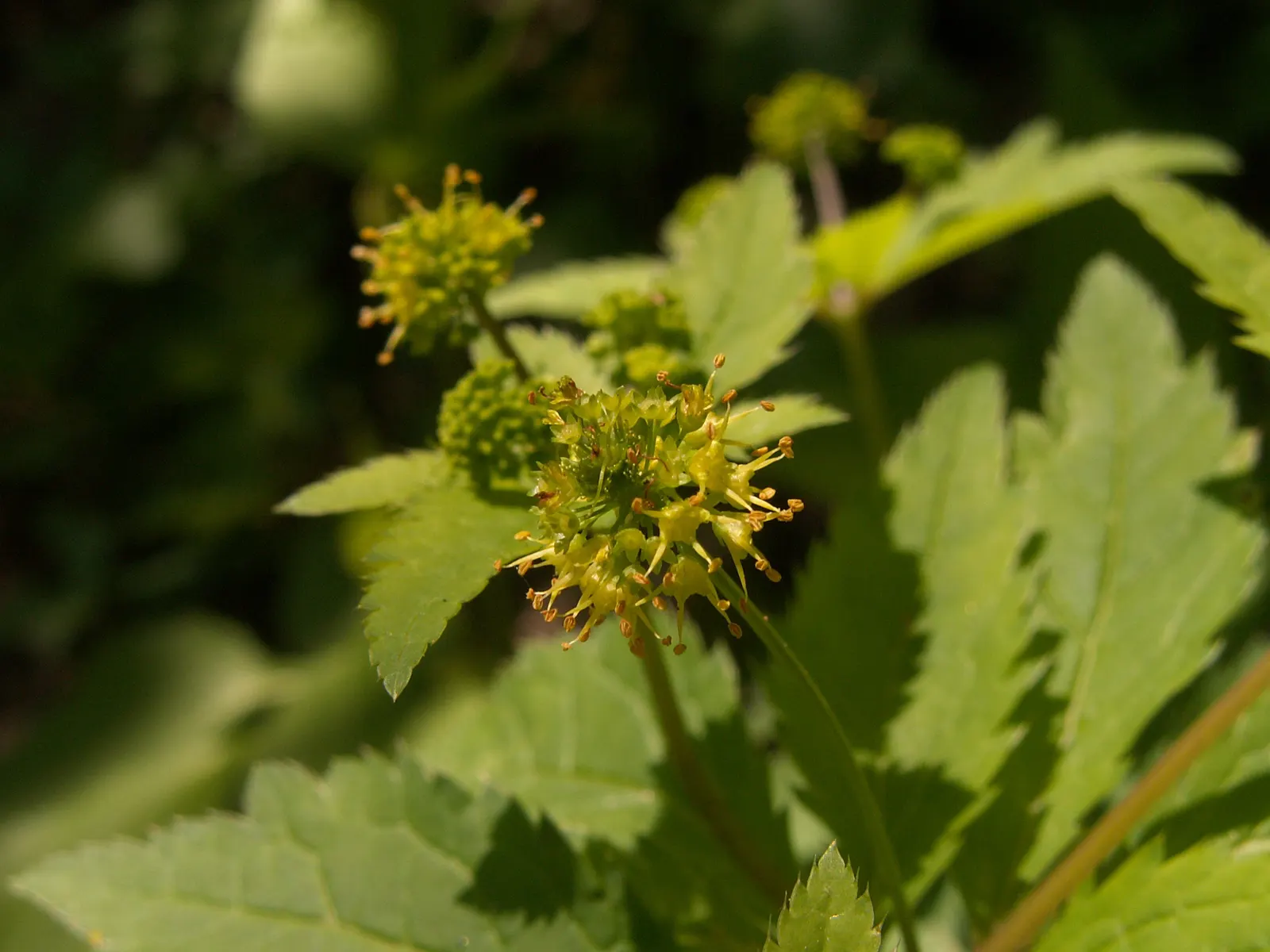 Black Snakeroot (Actaea Racemosa) — Its deep green, compound leaves turn a subtle yellow in fall, providing a delicate seasonal transition, image 25