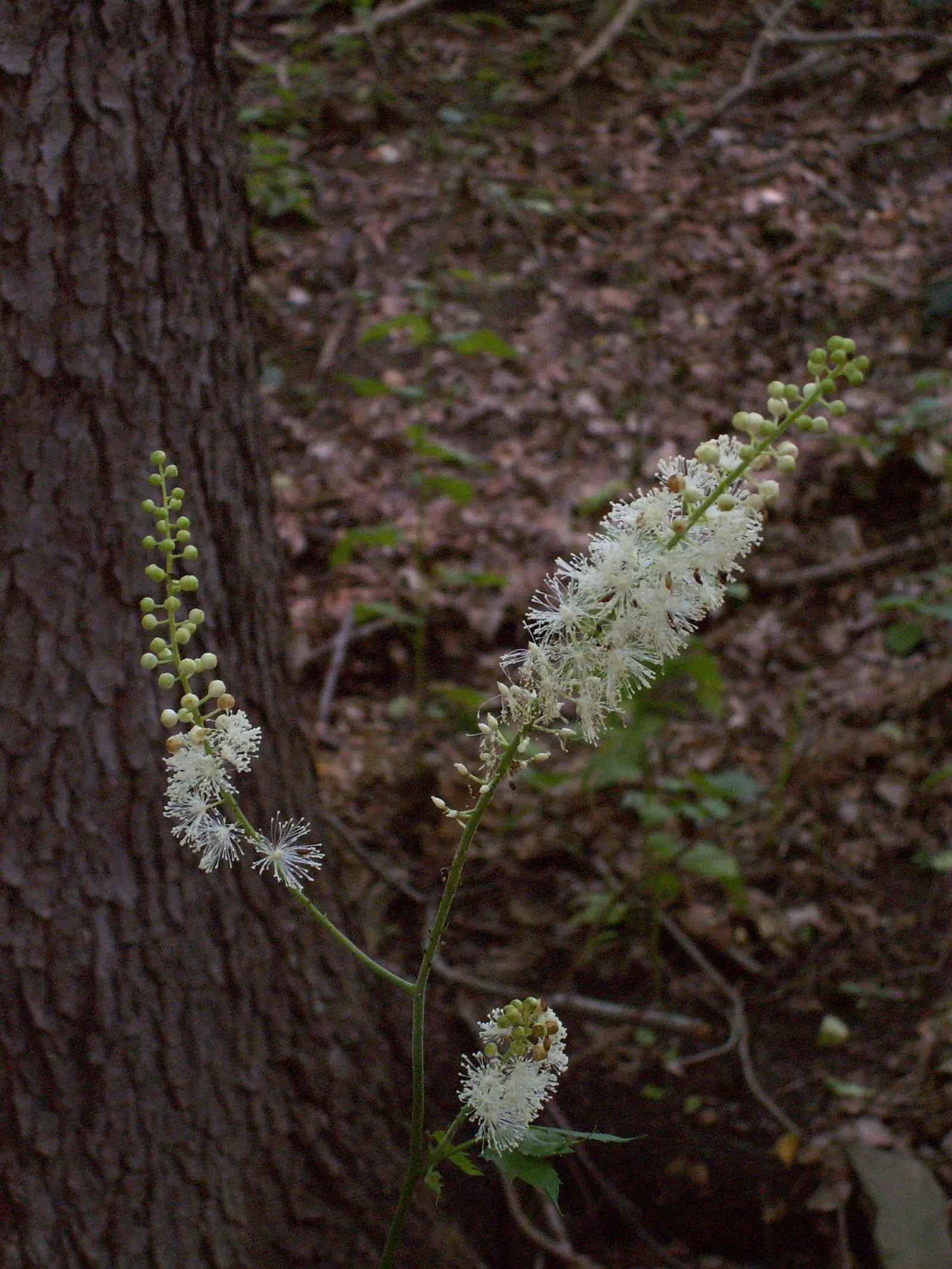 Black Snakeroot (Actaea Racemosa) — white flowers in the garden; its deep green, compound leaves turn a subtle yellow in fall, providing a delicate seasonal
