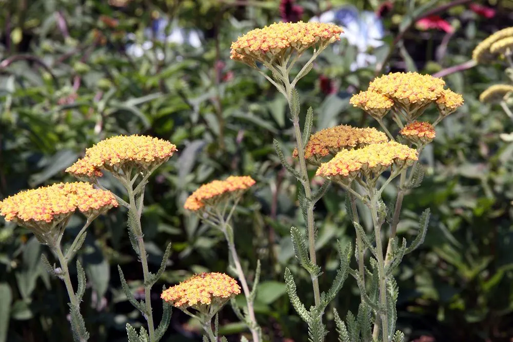 Fireland Common Yarrow (Achillea Millefolium 'Fireland') — Blooms from early to late summer