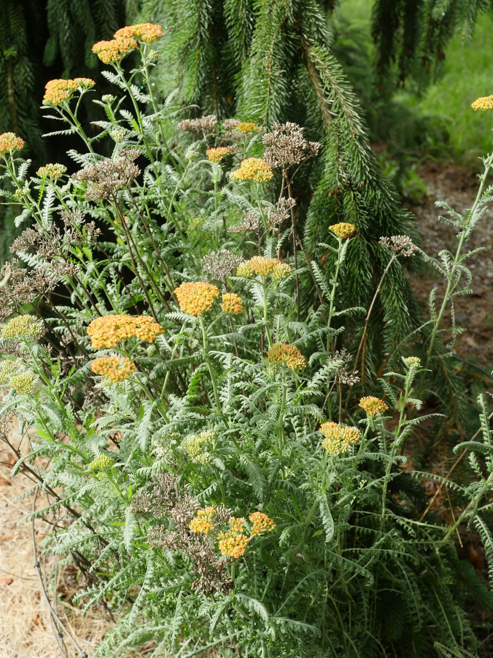 Fireland Common Yarrow (Achillea Millefolium 'Fireland') — Drought-tolerant and hardy from USDA zones 3-9