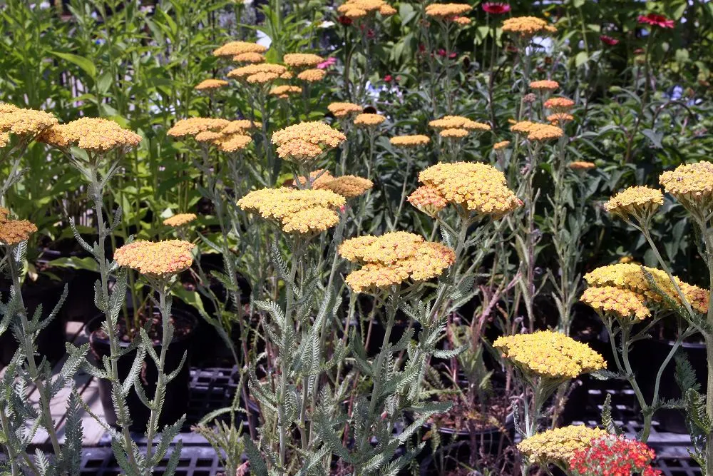 Fireland Common Yarrow (Achillea Millefolium 'Fireland') — Performs best in well-draining soil with moderate water
