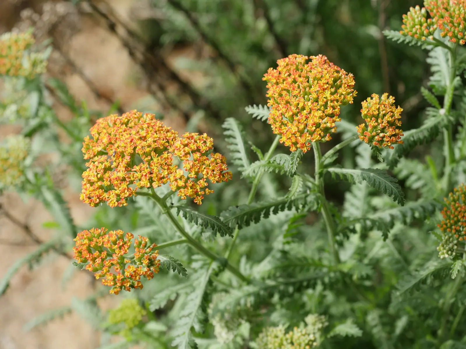Fireland Common Yarrow (Achillea Millefolium 'Fireland') — low-maintenance perennial