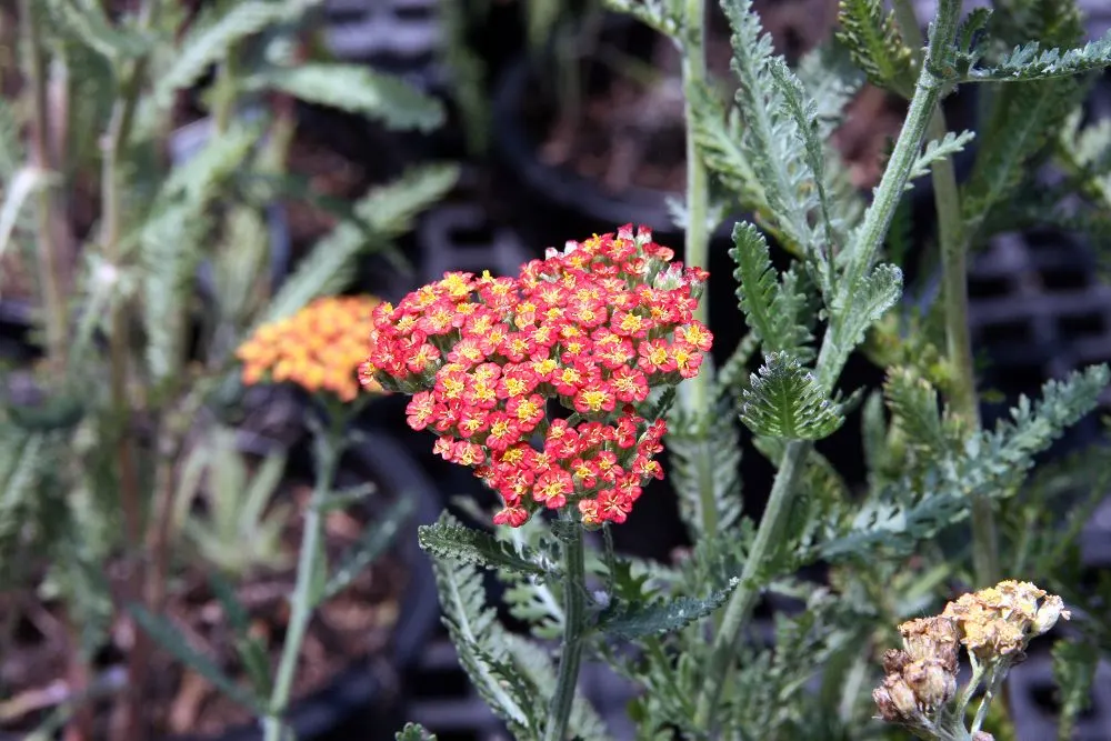 Fireland Common Yarrow (Achillea Millefolium 'Fireland') — attracting pollinators while resisting deer