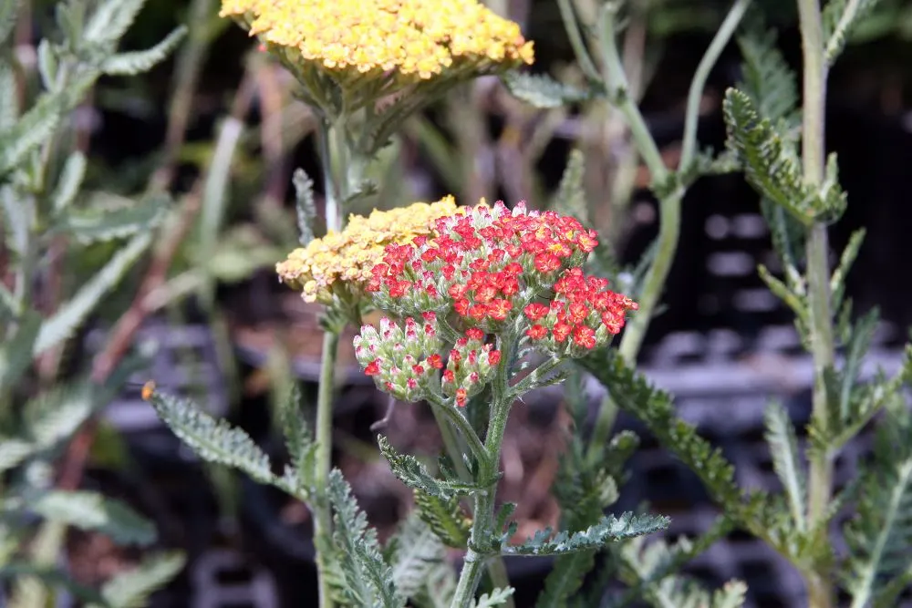 Fireland Common Yarrow (Achillea Millefolium 'Fireland') — commonly known as Fireland Common Yarrow