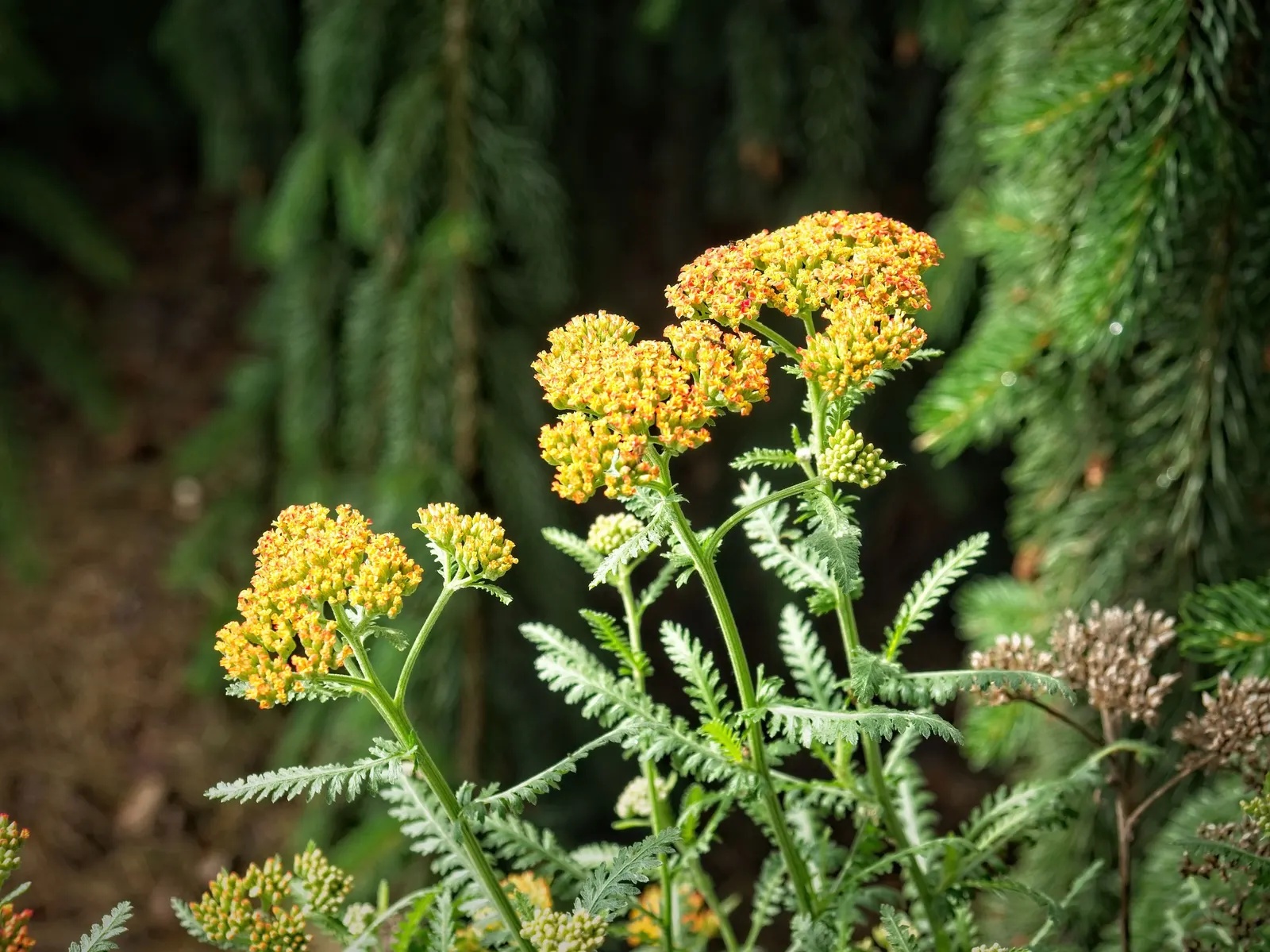 Fireland Common Yarrow (Achillea Millefolium 'Fireland') — 'Fireland' is ideal for borders or xeriscaping